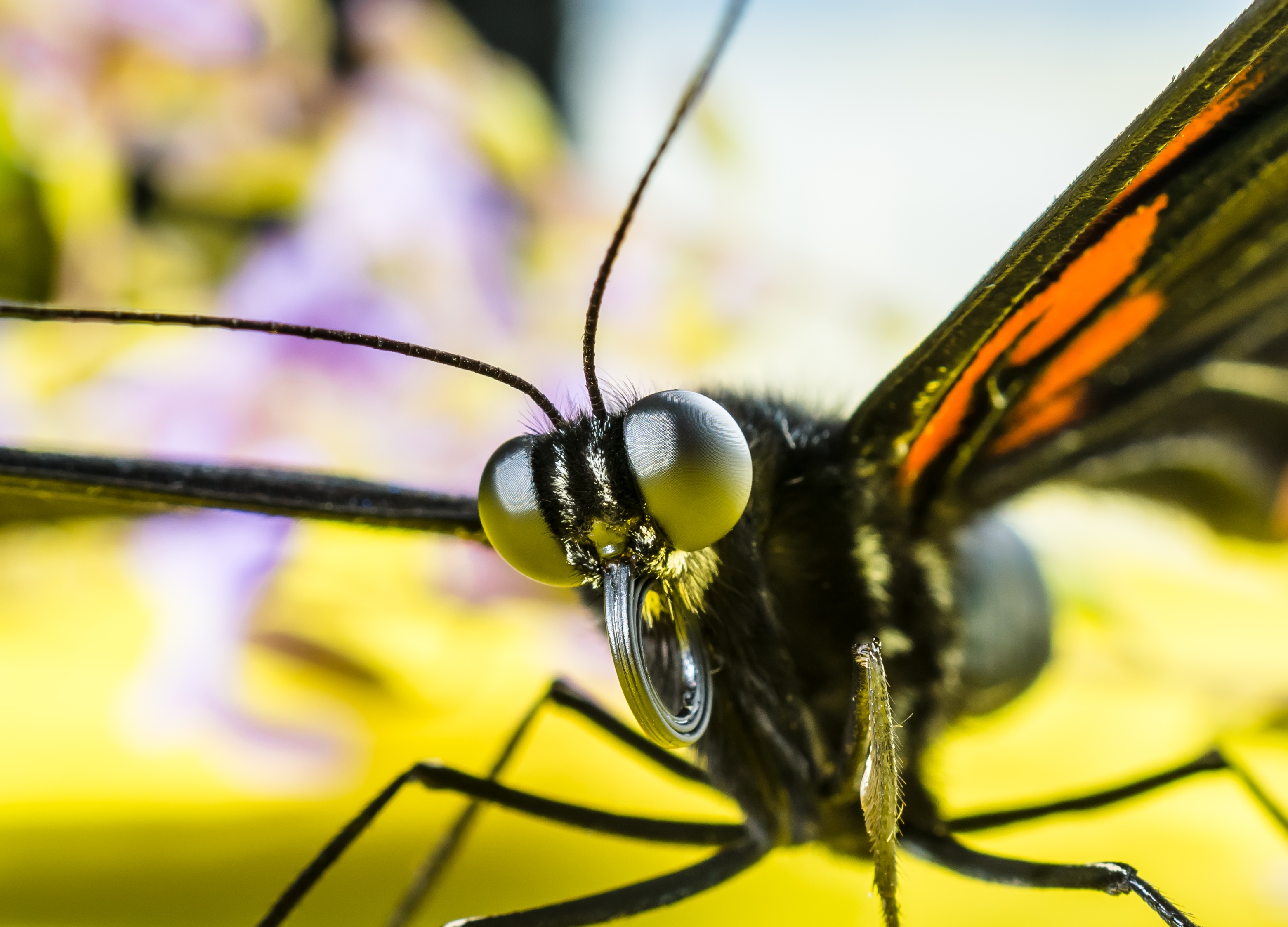 Handy-Wallpaper Insekt, Schmetterling, Augen, Makro kostenlos herunterladen.