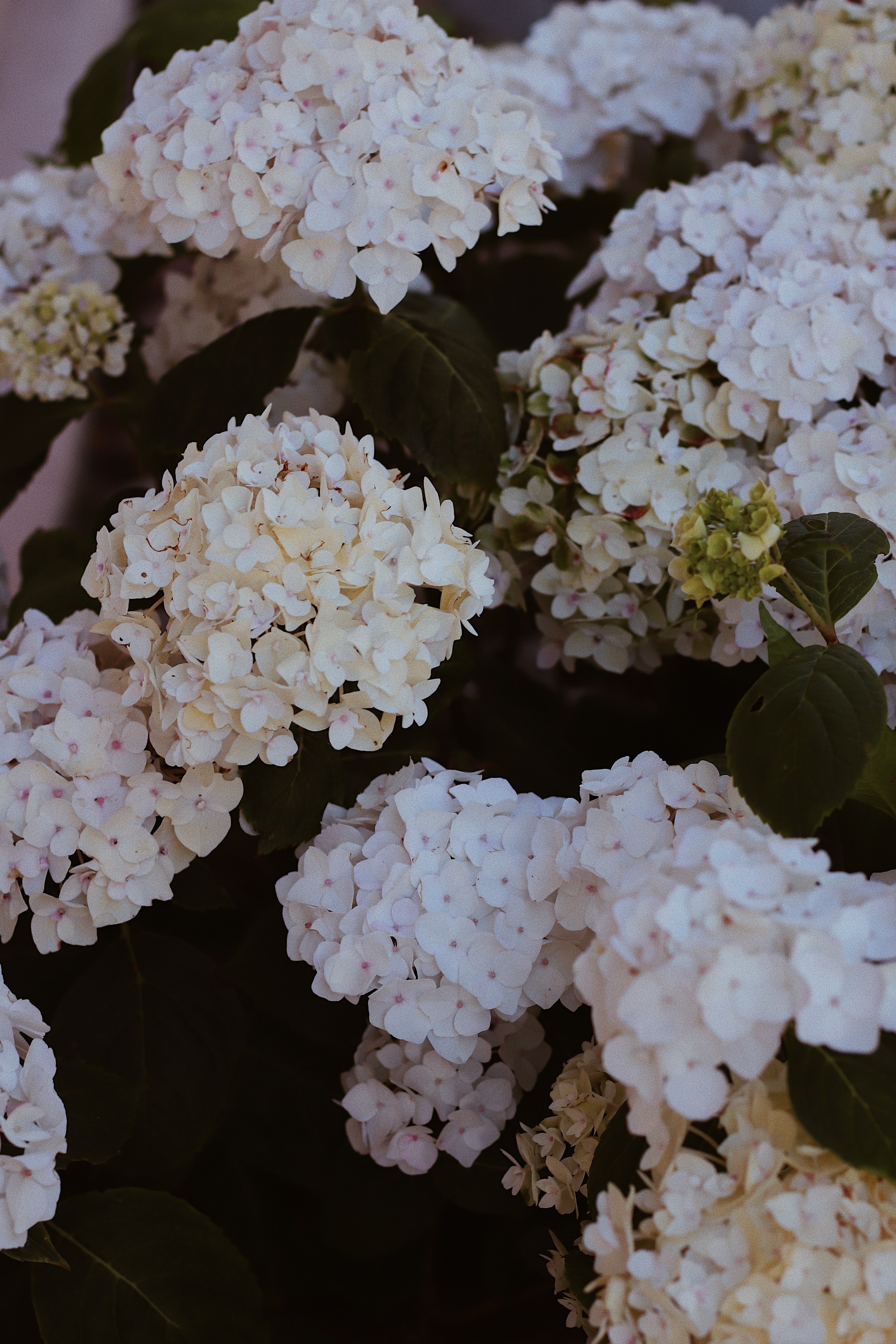 無料モバイル壁紙フラワーズ, ブッシュ, 咲く, 開花, あじさい, 紫陽花をダウンロードします。