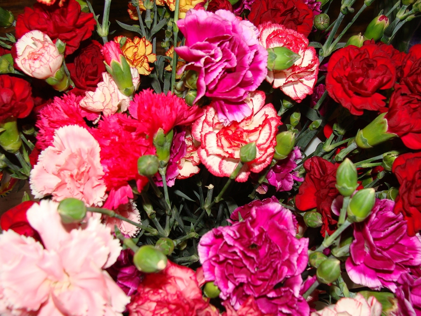 Téléchargez des papiers peints mobile Oeillets, Fleurs, Plantes gratuitement.