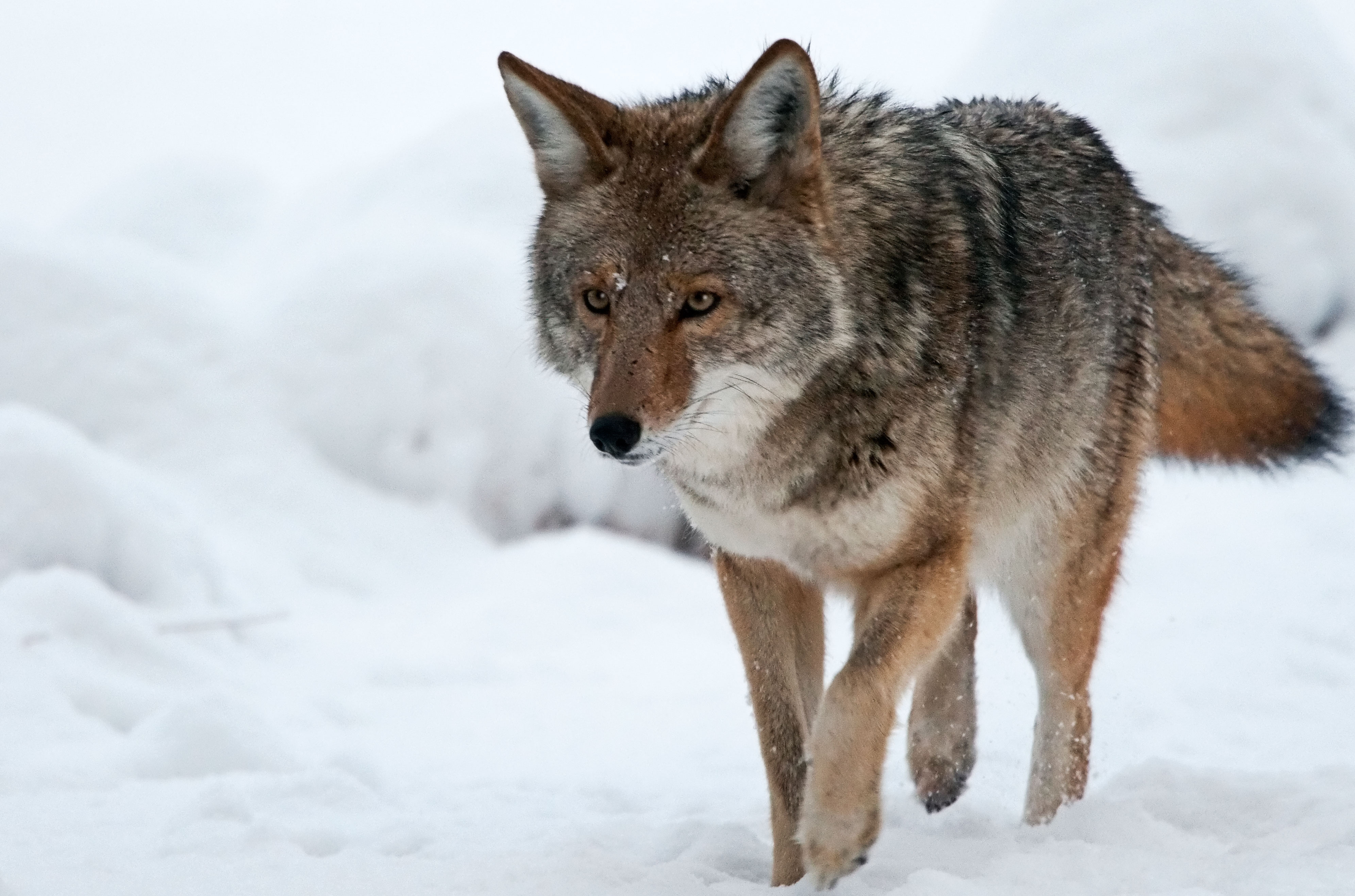 532902 télécharger l'image animaux, coyote - fonds d'écran et économiseurs d'écran gratuits