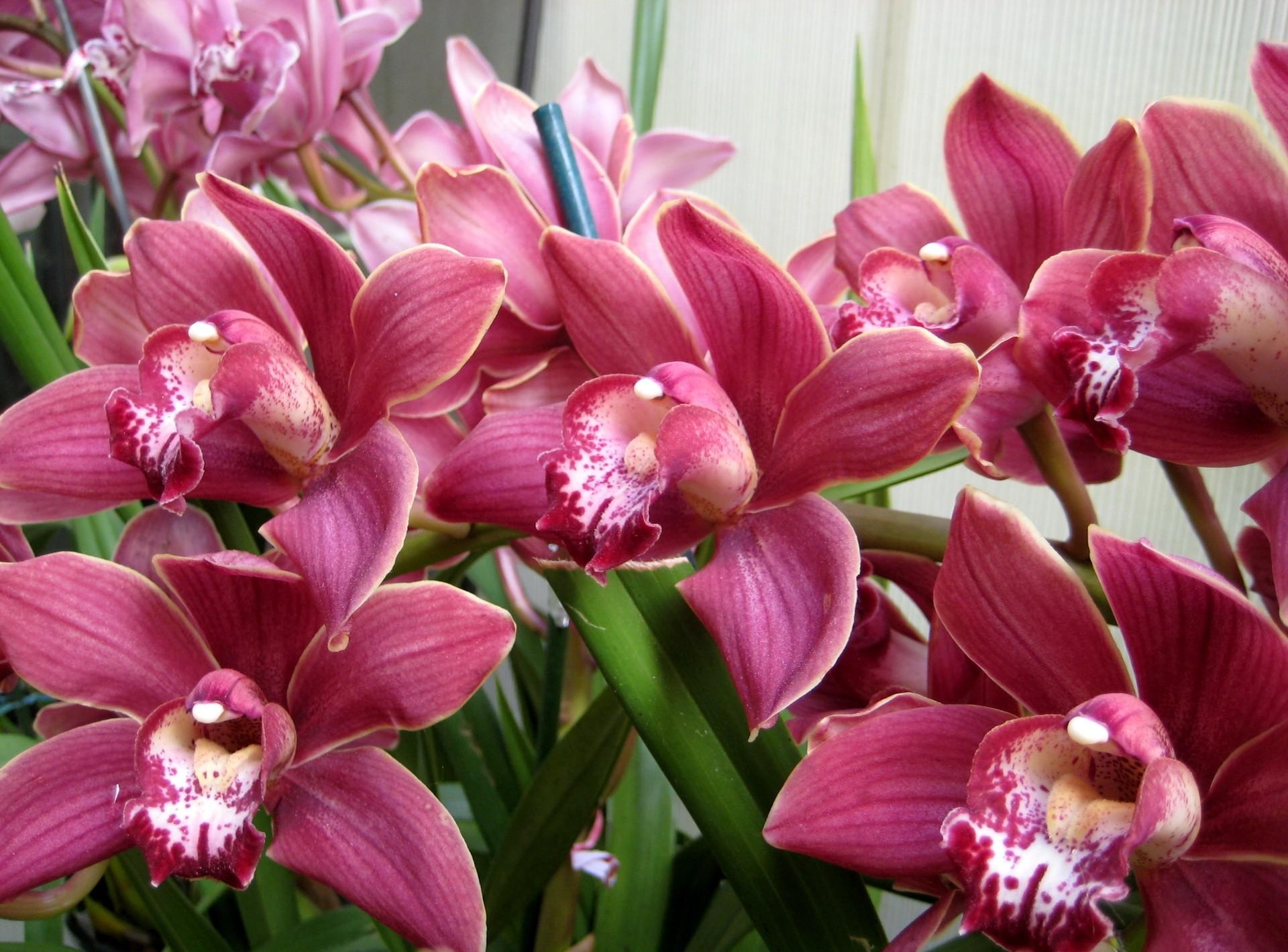 57190 скачать обои орхидеи, красота, цветы, зелень - заставки и картинки бесплатно