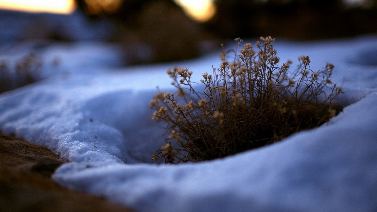 Скачать картинку Снег, Растения в телефон бесплатно.