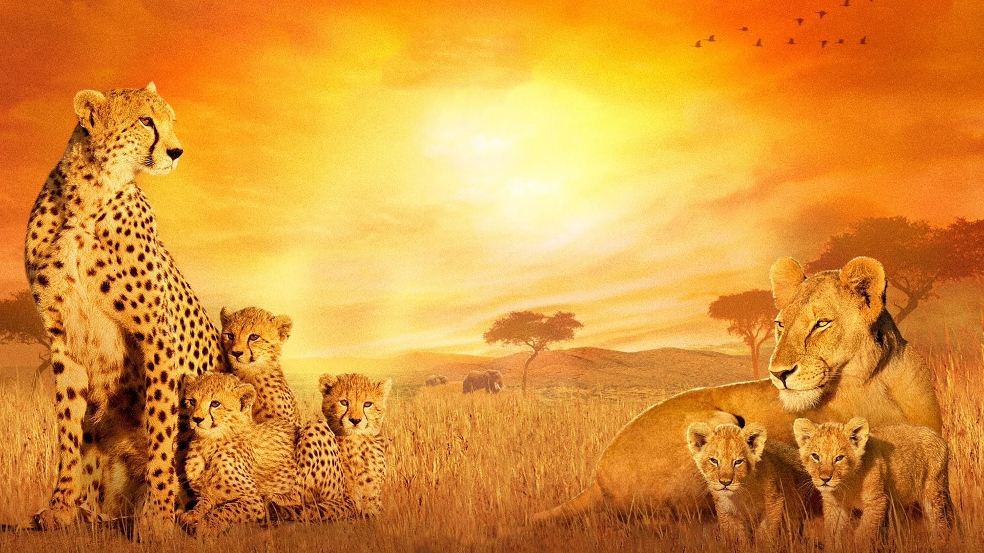 Download mobile wallpaper African Cats, Cheetah, Disney, Lion, Cats, Movie for free.