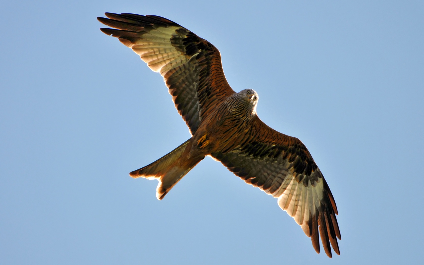Download background animal, kite, birds