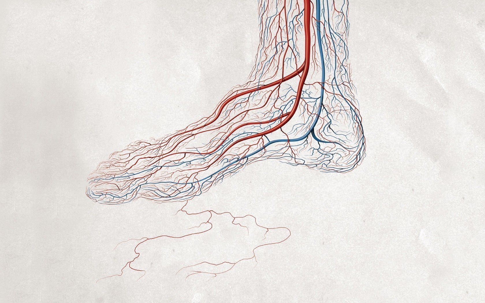 Кровеносная система вены