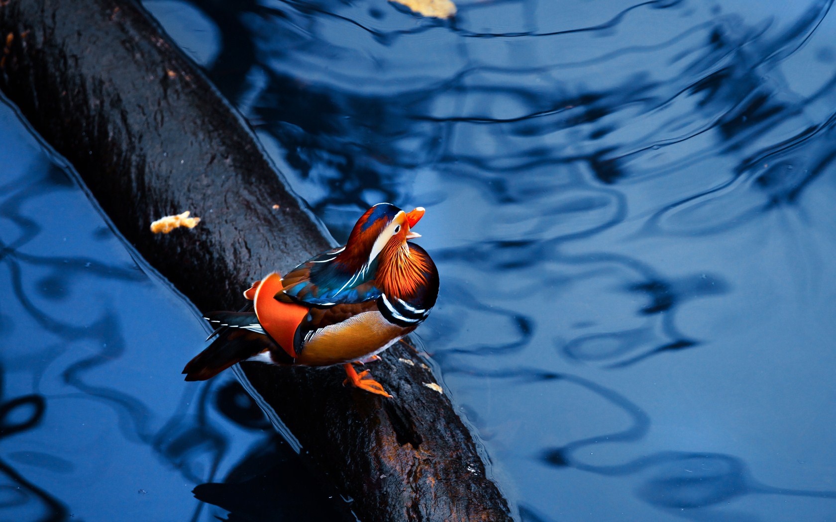 mandarin duck, animal, birds 1080p