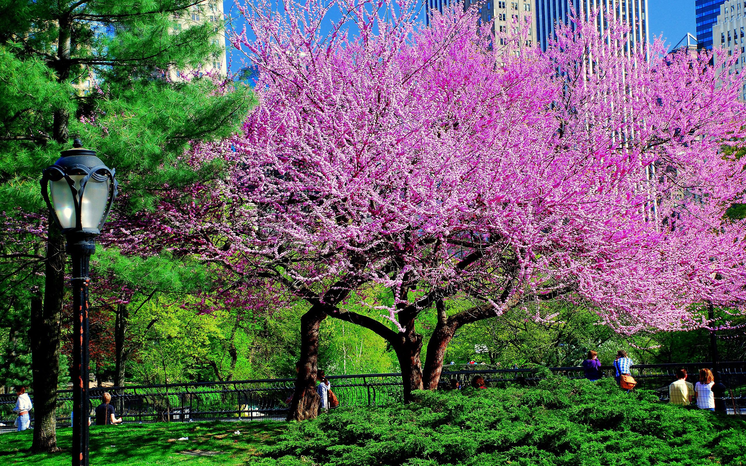 park, wood, tree, nature, flowers, city 1080p