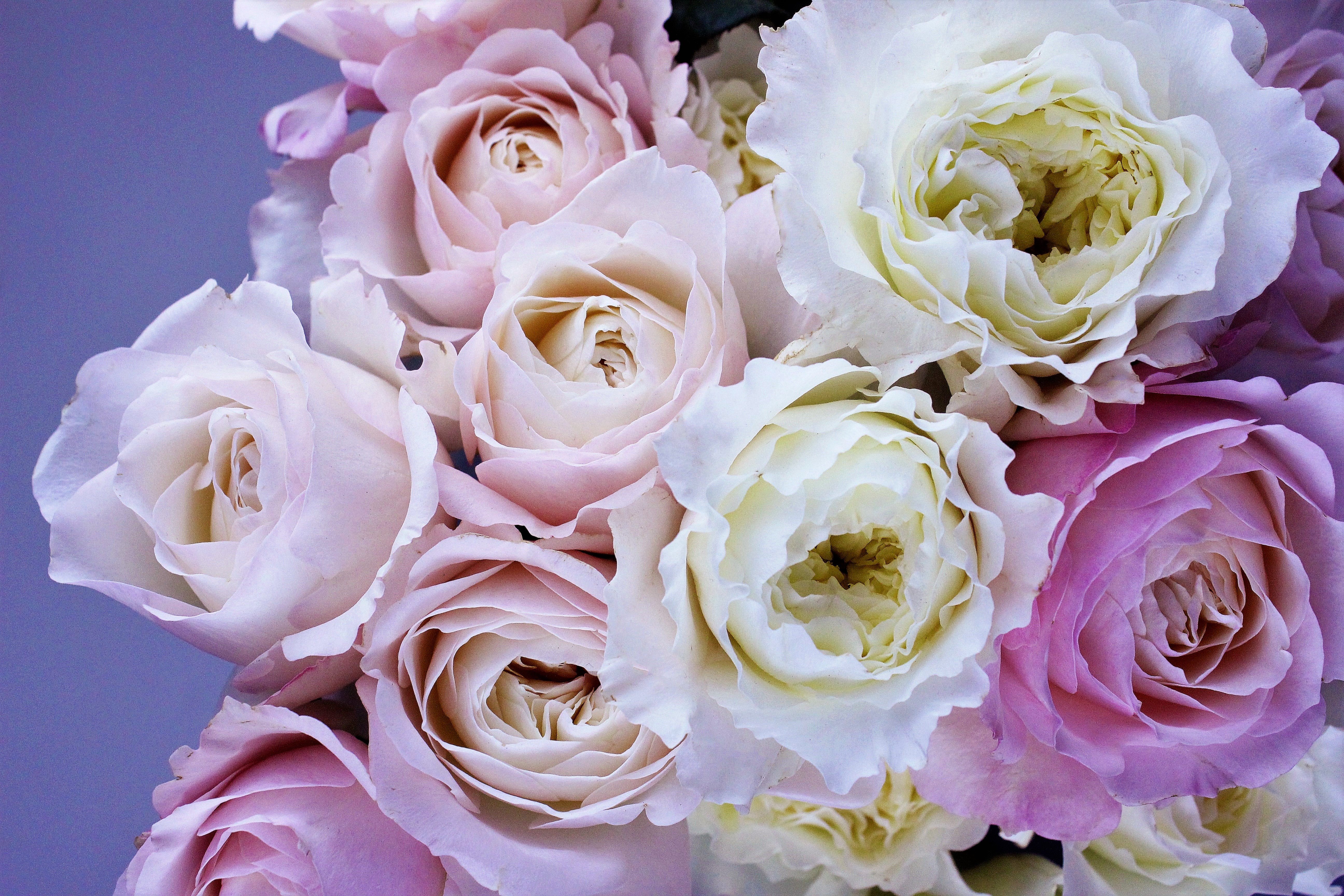Пионовые розы белые
