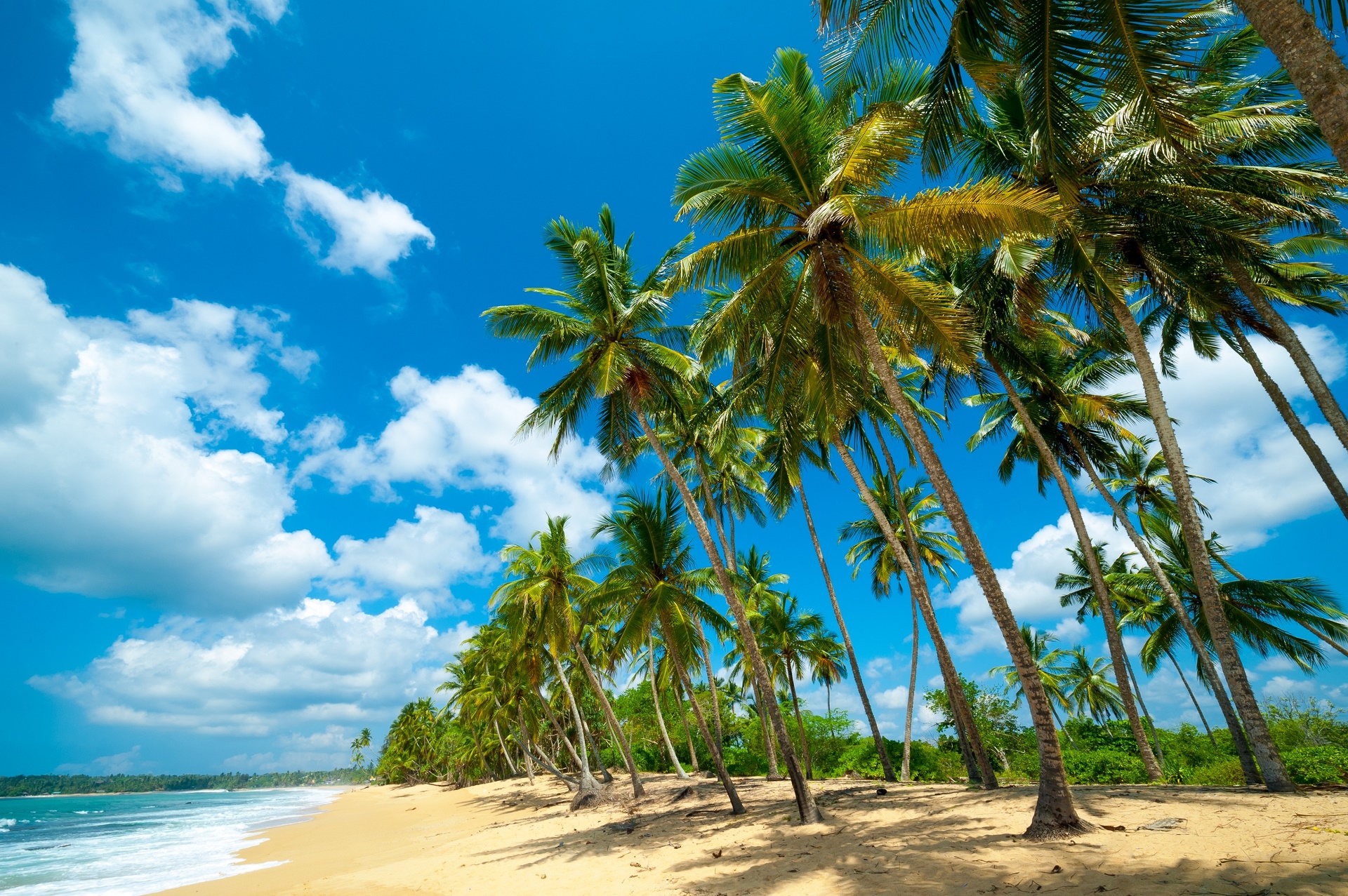 Пальмы и море Шри Ланка