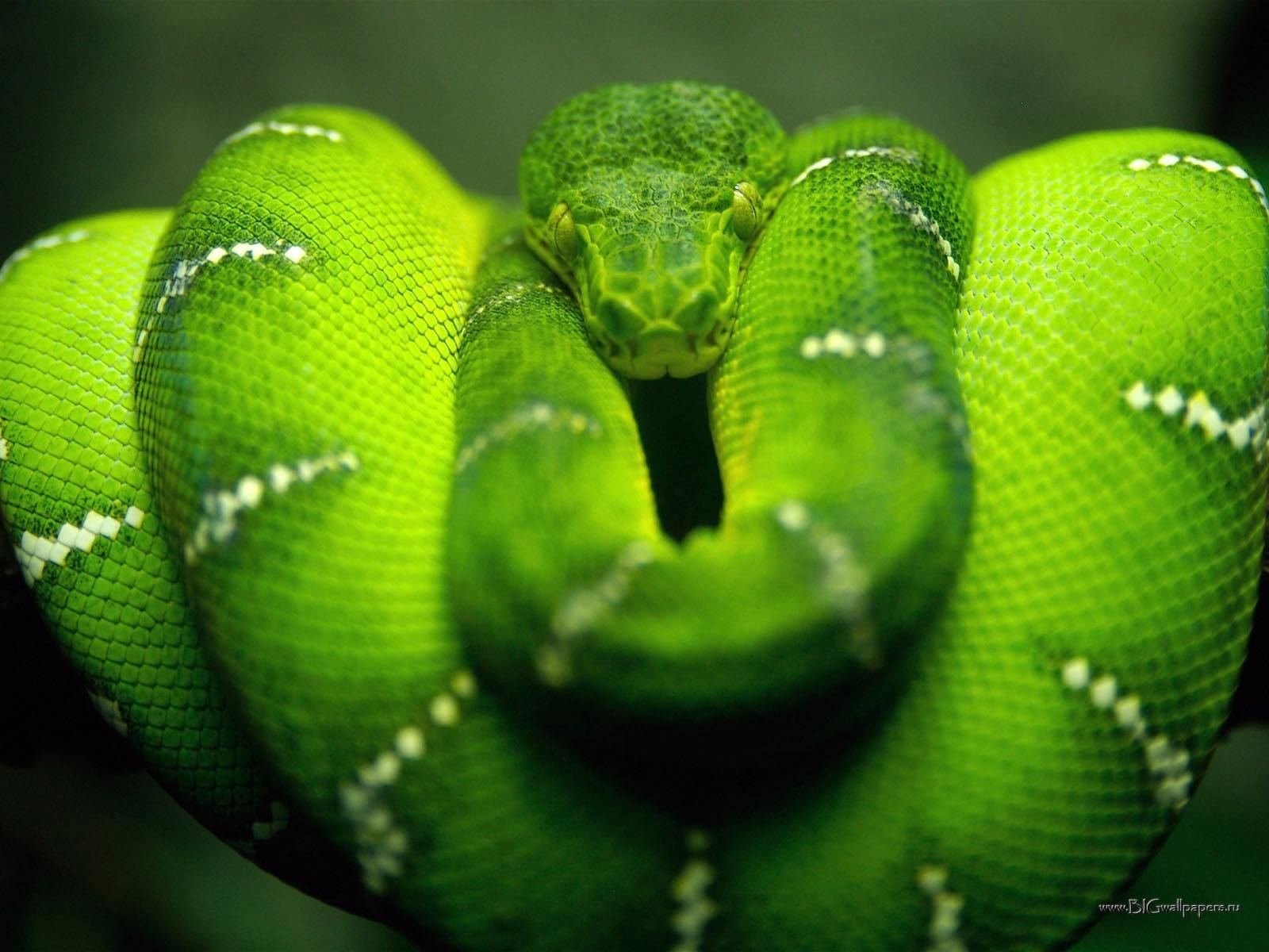 681 Hintergrundbild herunterladen tiere, snakes, grün - Bildschirmschoner und Bilder kostenlos