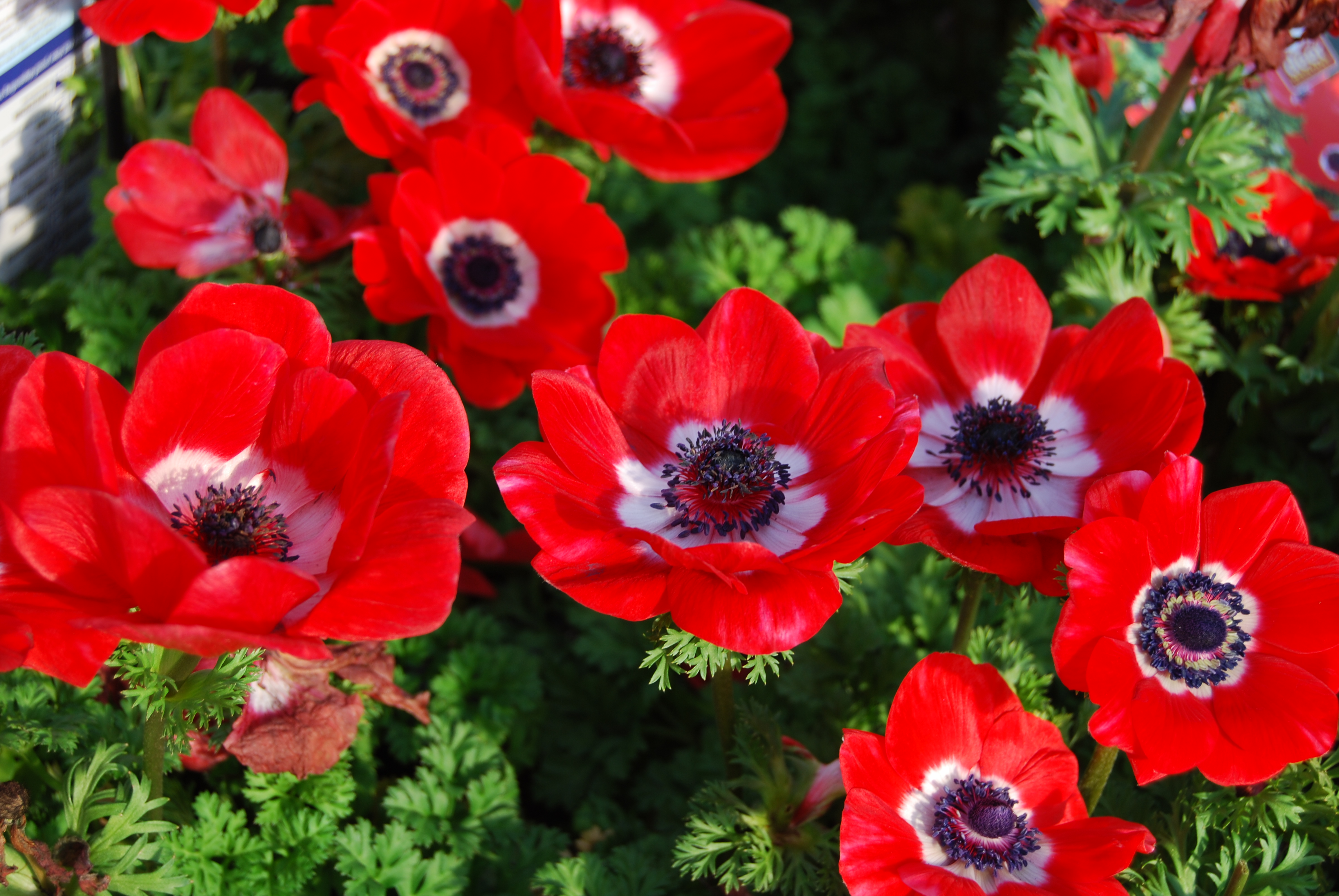earth, anemone, close up, flower, nature, red flower, flowers