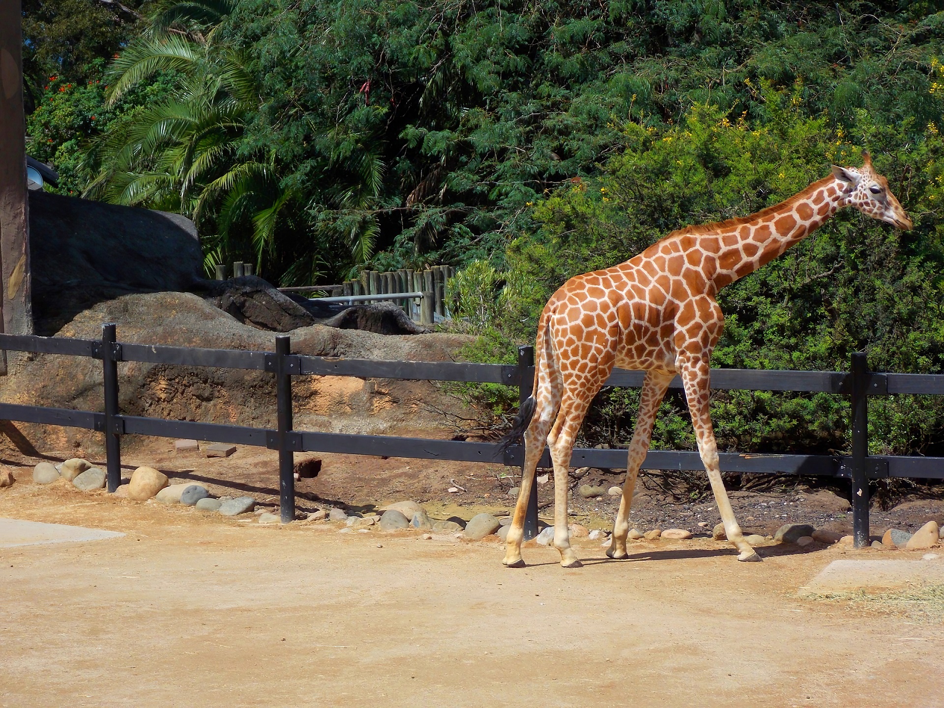 animal, giraffe, australia, mammal, sydney, zoo