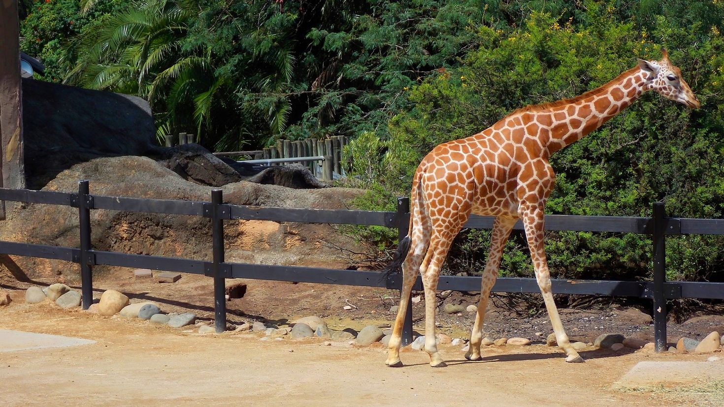 Sydney zoo. Зоопарк Таронга в Австралии. Зоопарк в Сиднее Австралия. Жираф в Австралии. Жираф Сидней.