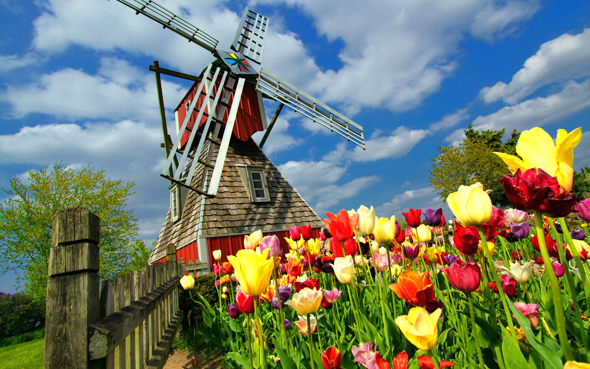 Голландия мельница цветы