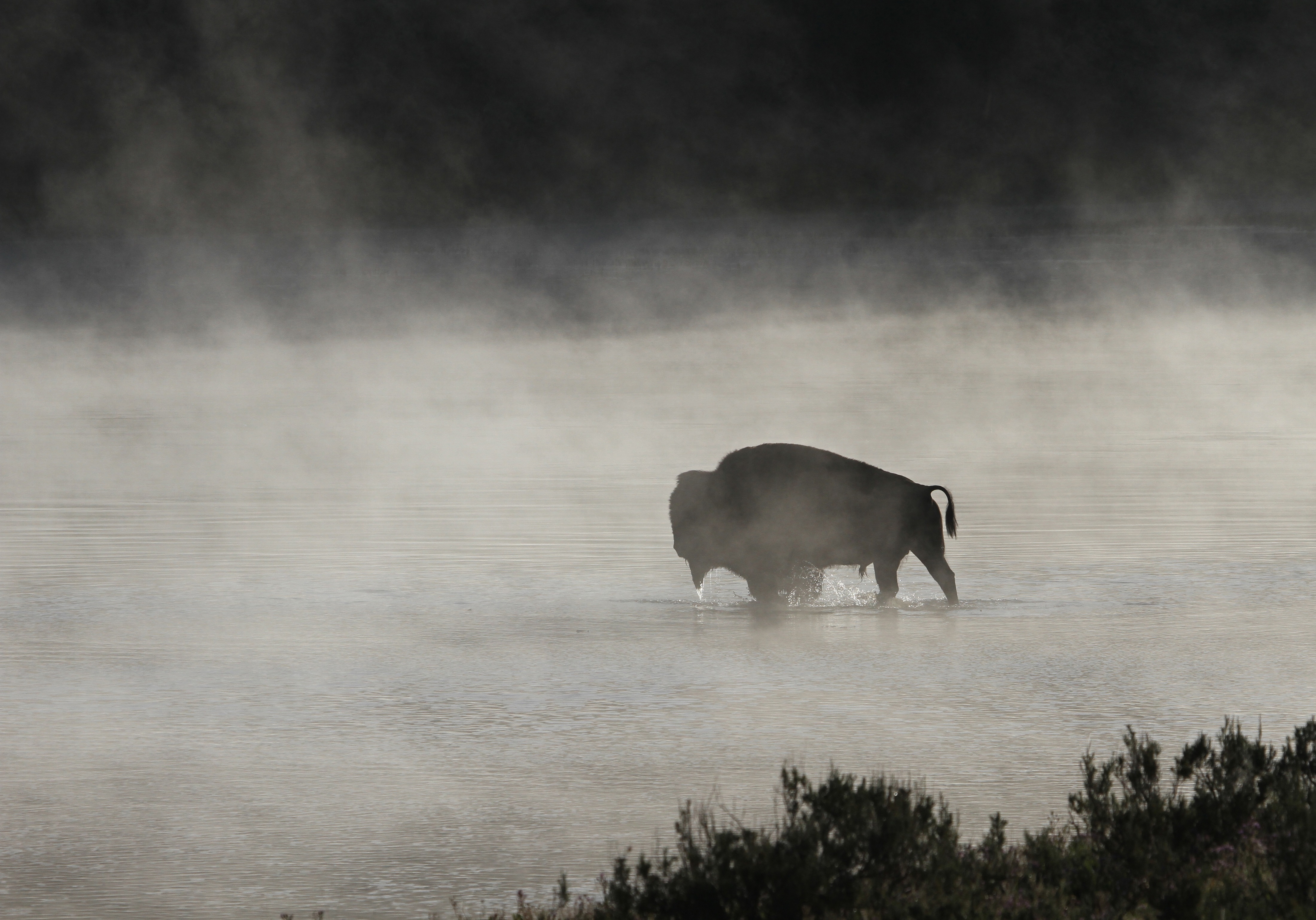 749894 下載圖片 动物, 美洲野牛, 黑白, 雾, 哺乳动物, 河流, 轮廓, 水 - 免費壁紙和屏保