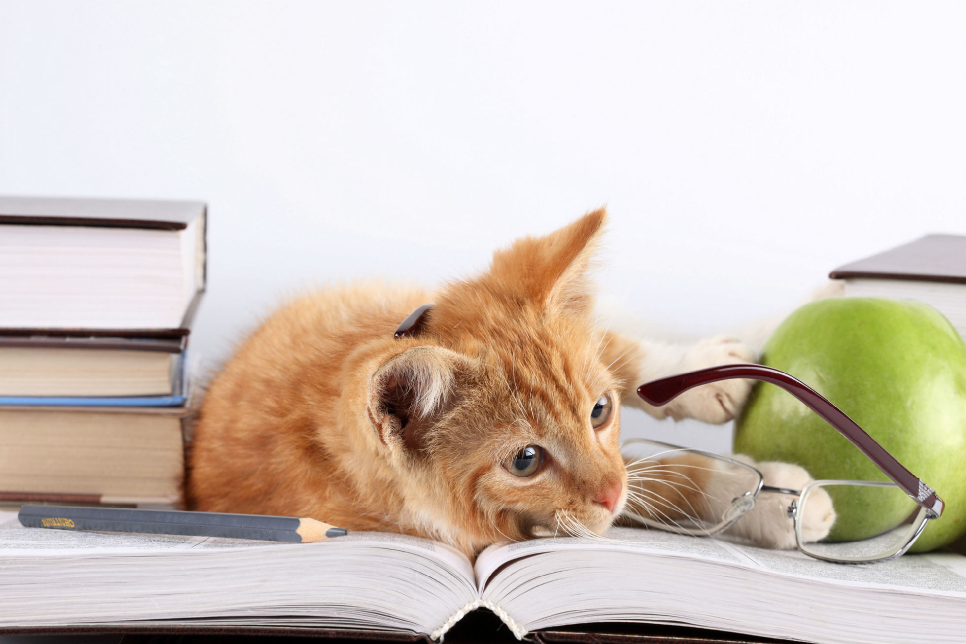 Кот с книгой