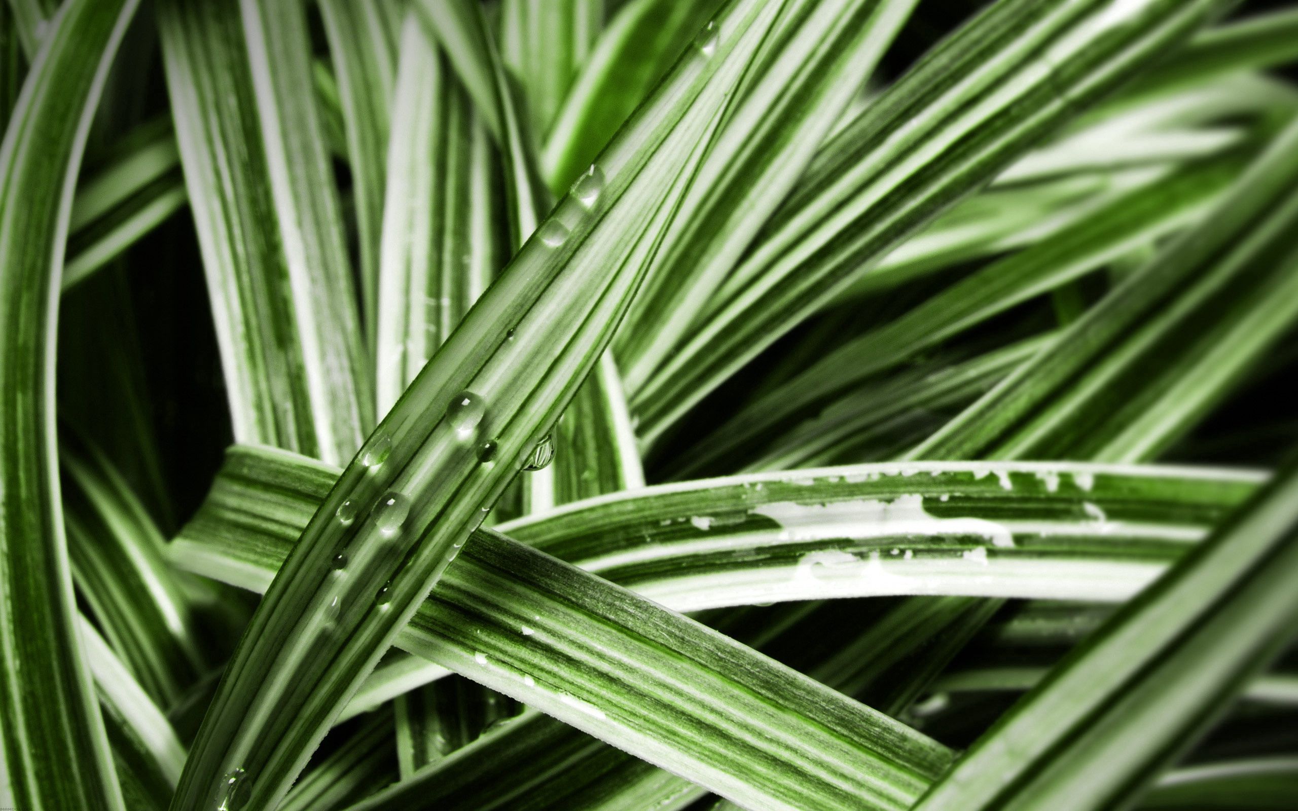 leaves, macro, wet, striped, humid download HD wallpaper