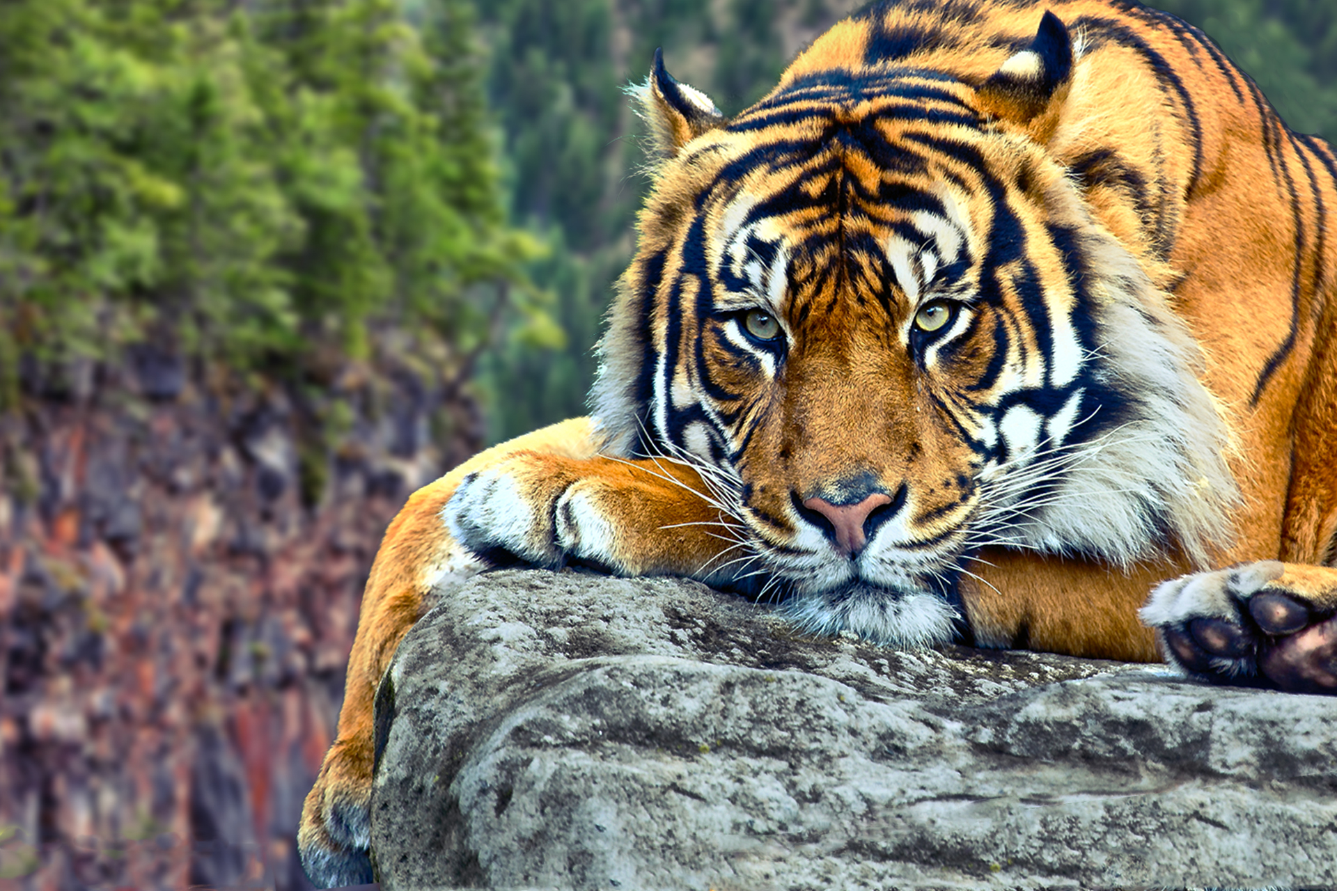 Красивый тигр