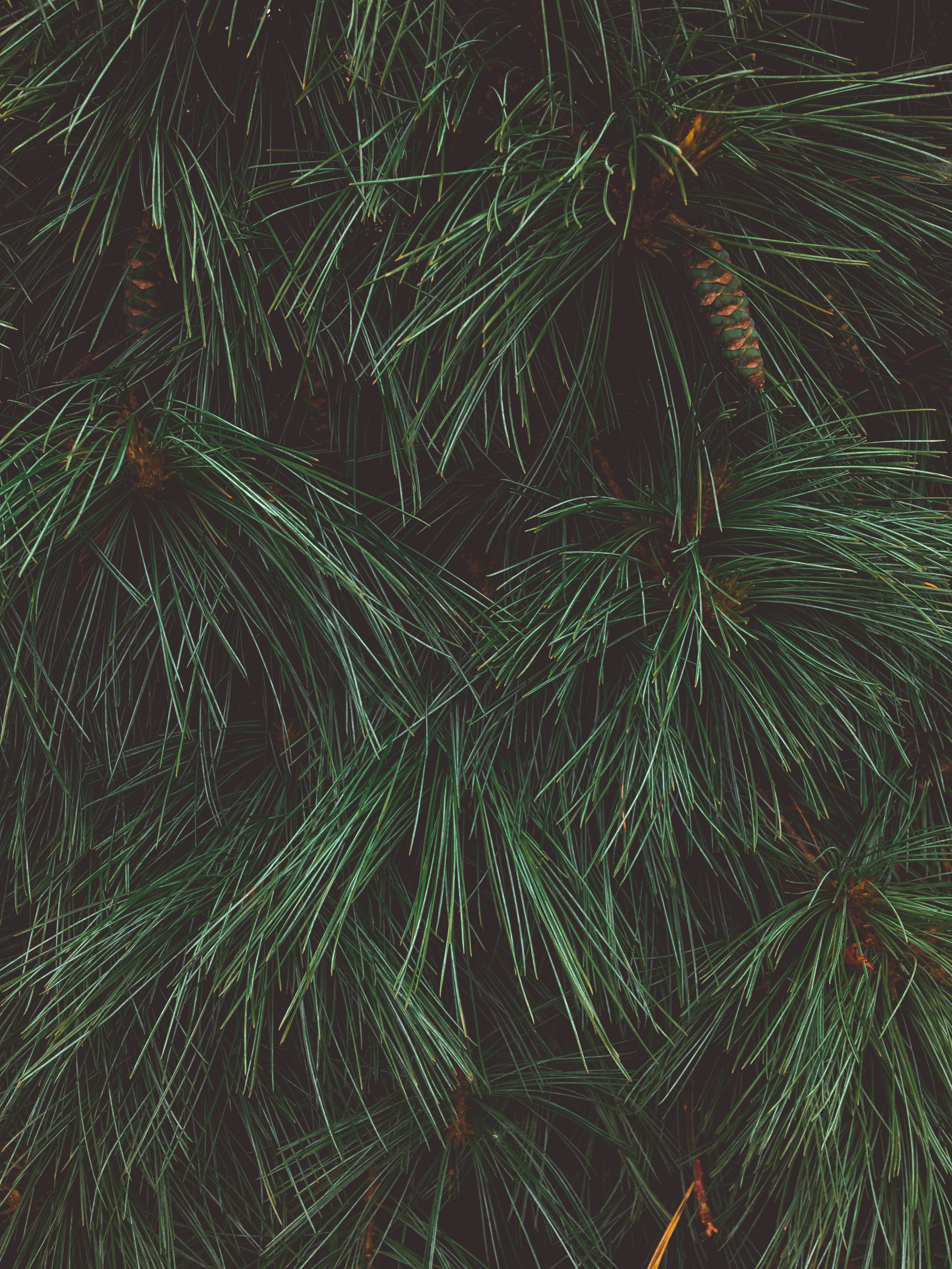 無料モバイル壁紙コー​​ン, 針, 大きい, マクロ, 暗い, 闇, クリスマスツリーをダウンロードします。