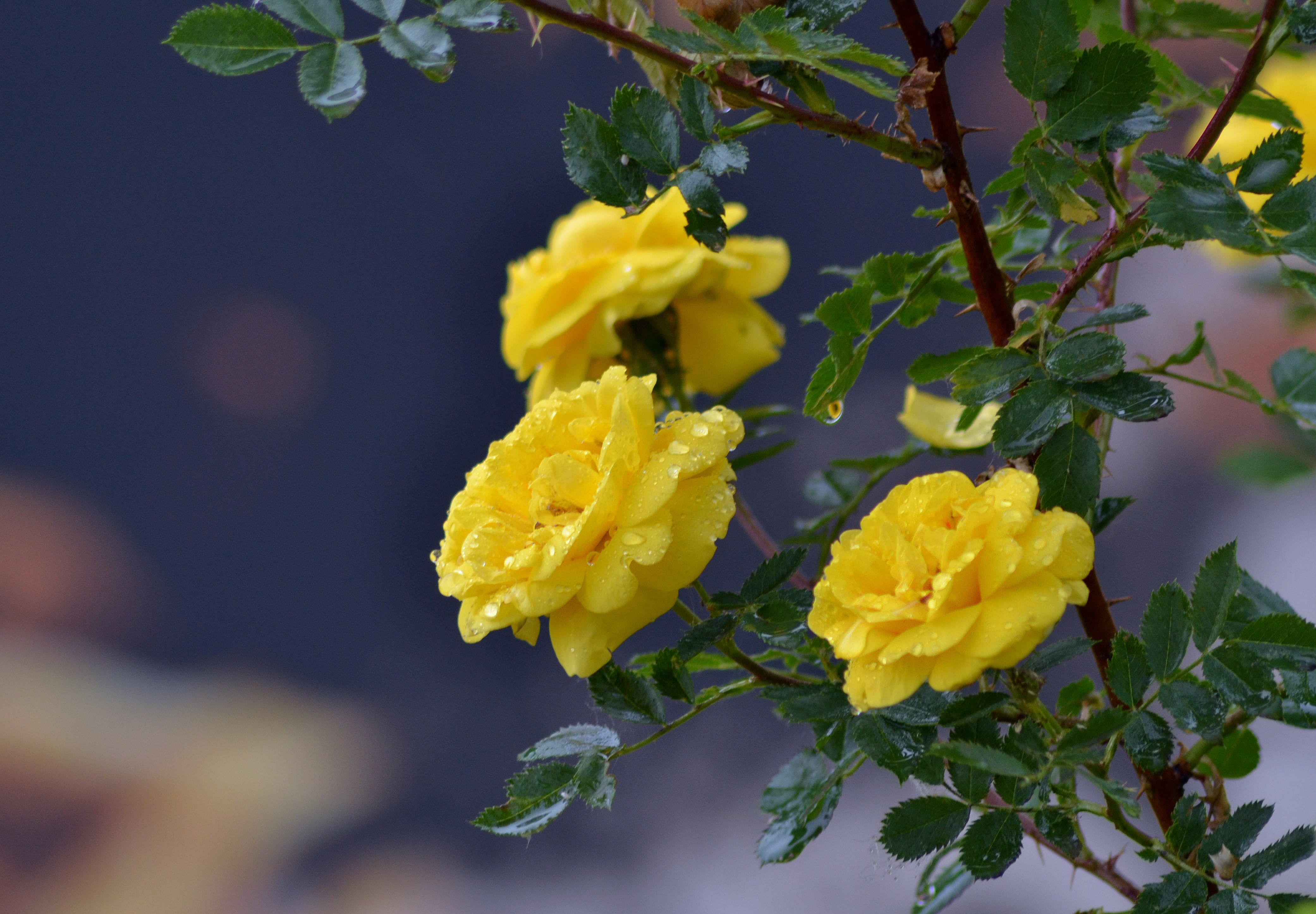 roses, branch, yellow roses, flowers, drops HD wallpaper