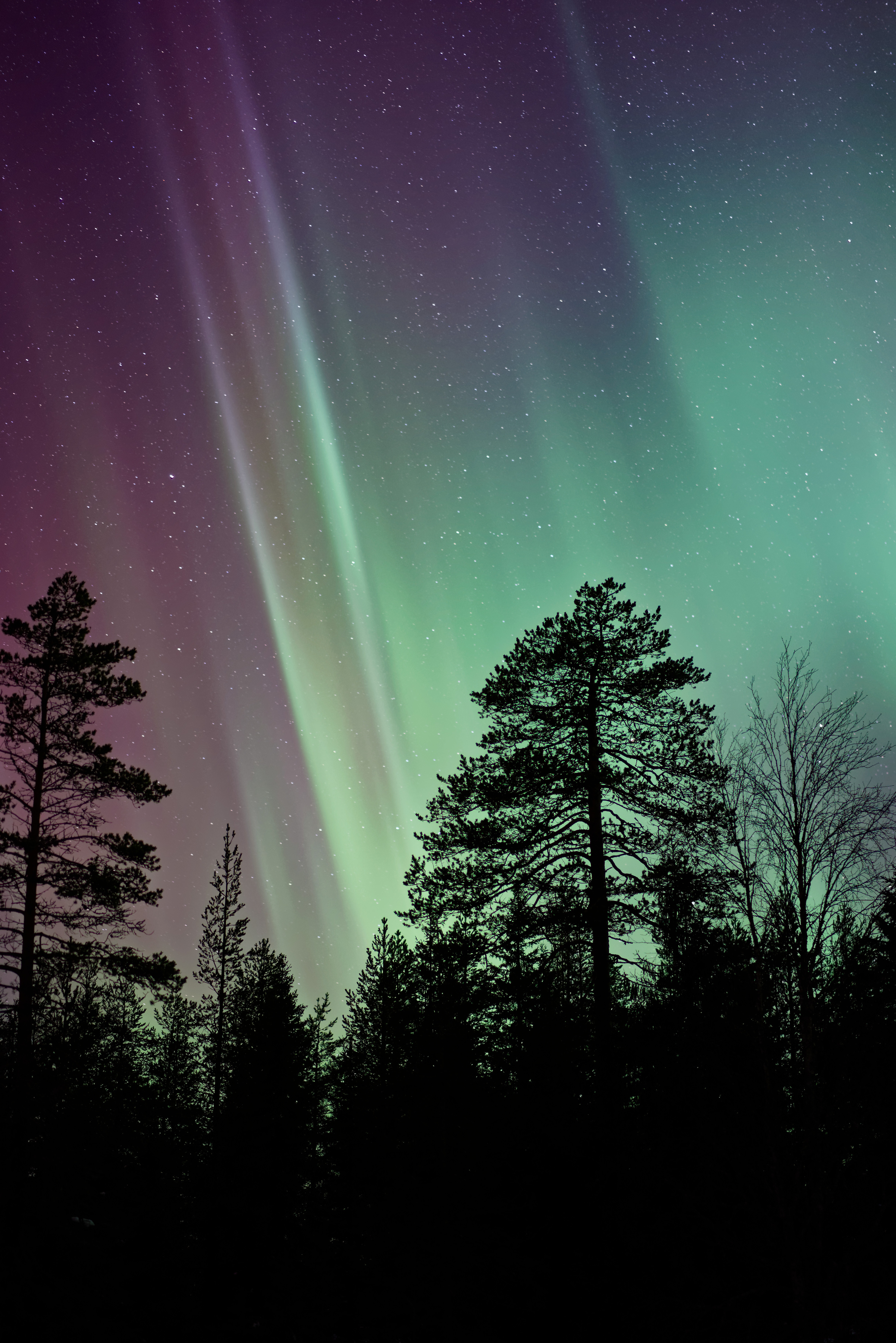 nature, trees, starry sky, northern lights, aurora borealis