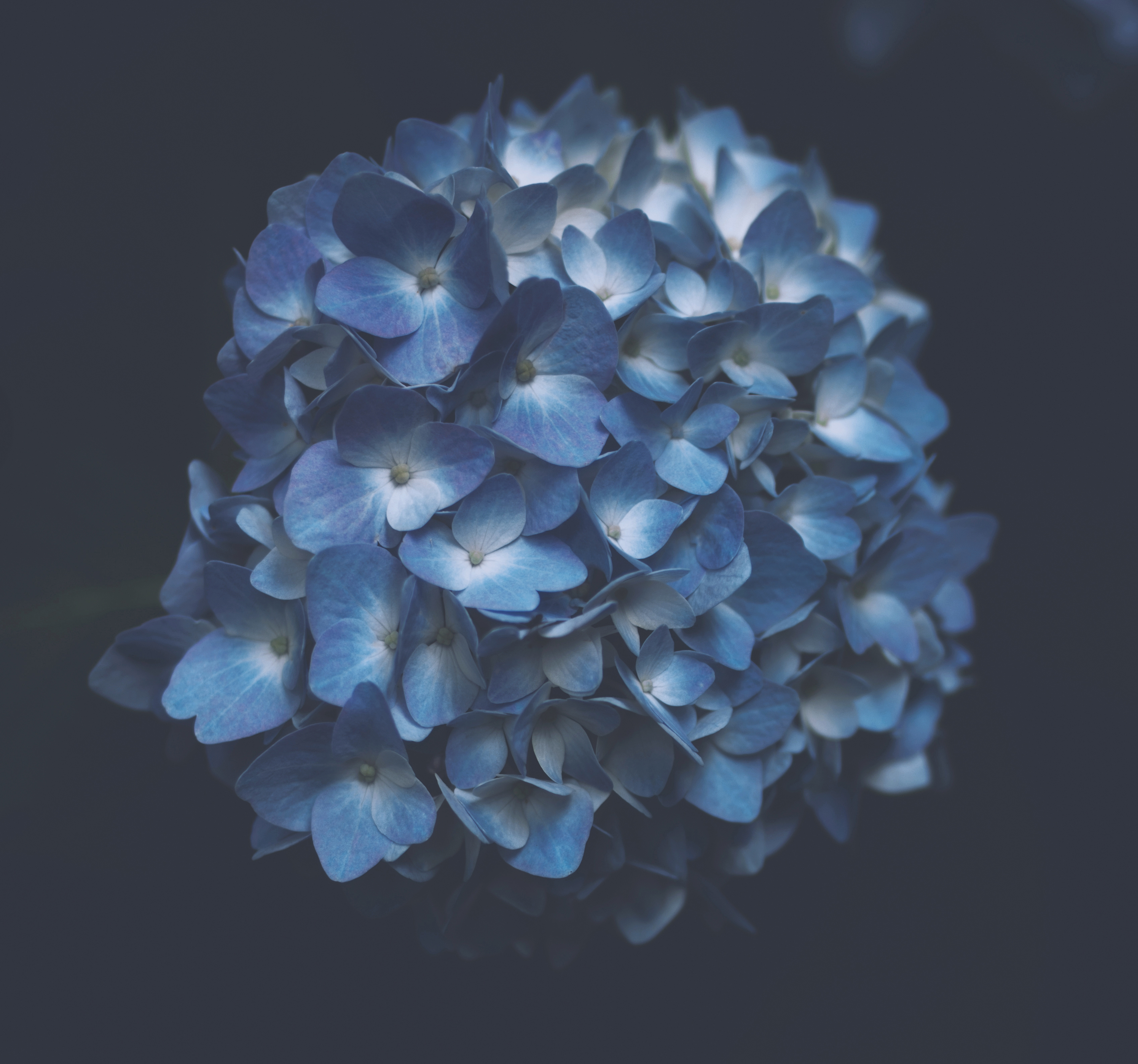 71572 скачать обои голубой, гортензия, цветы, макро, синий, соцветия - заставки и картинки бесплатно