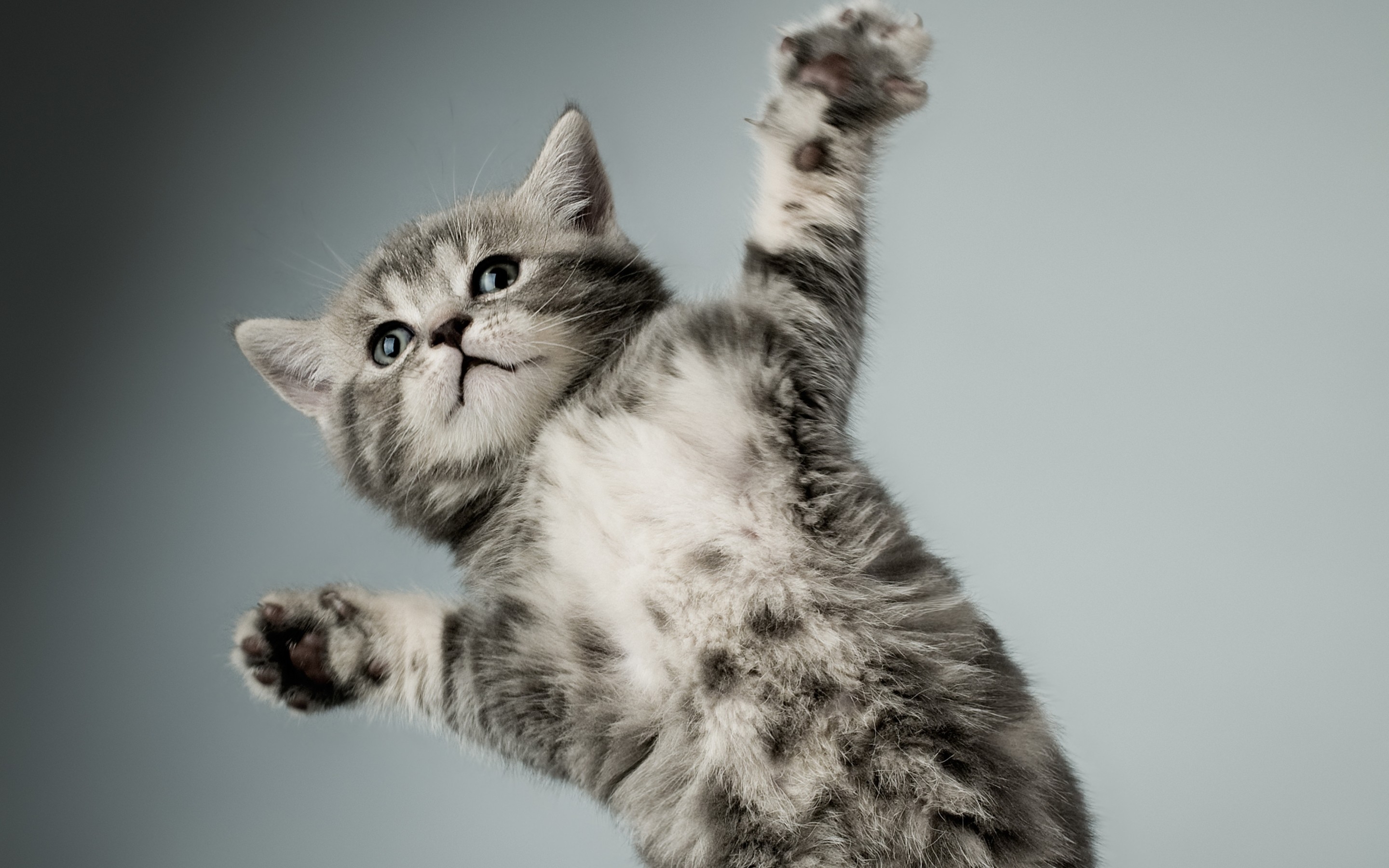 無料モバイル壁紙動物, キティ, 白い, 子猫, 足, 灰色, 猫, ネコをダウンロードします。