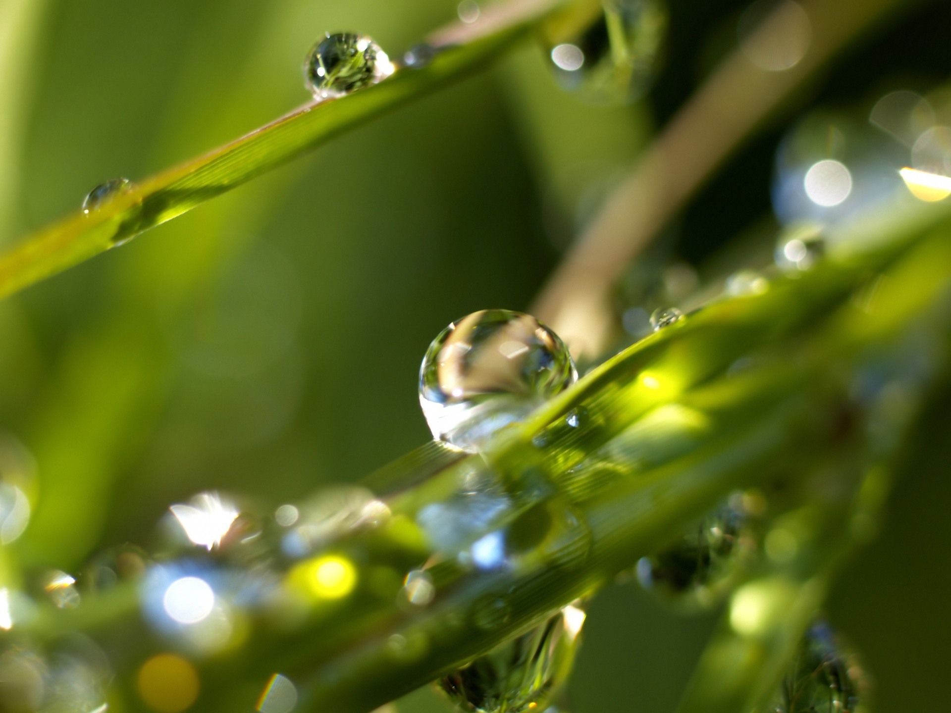 Download mobile wallpaper Water, Drops, Plants for free.