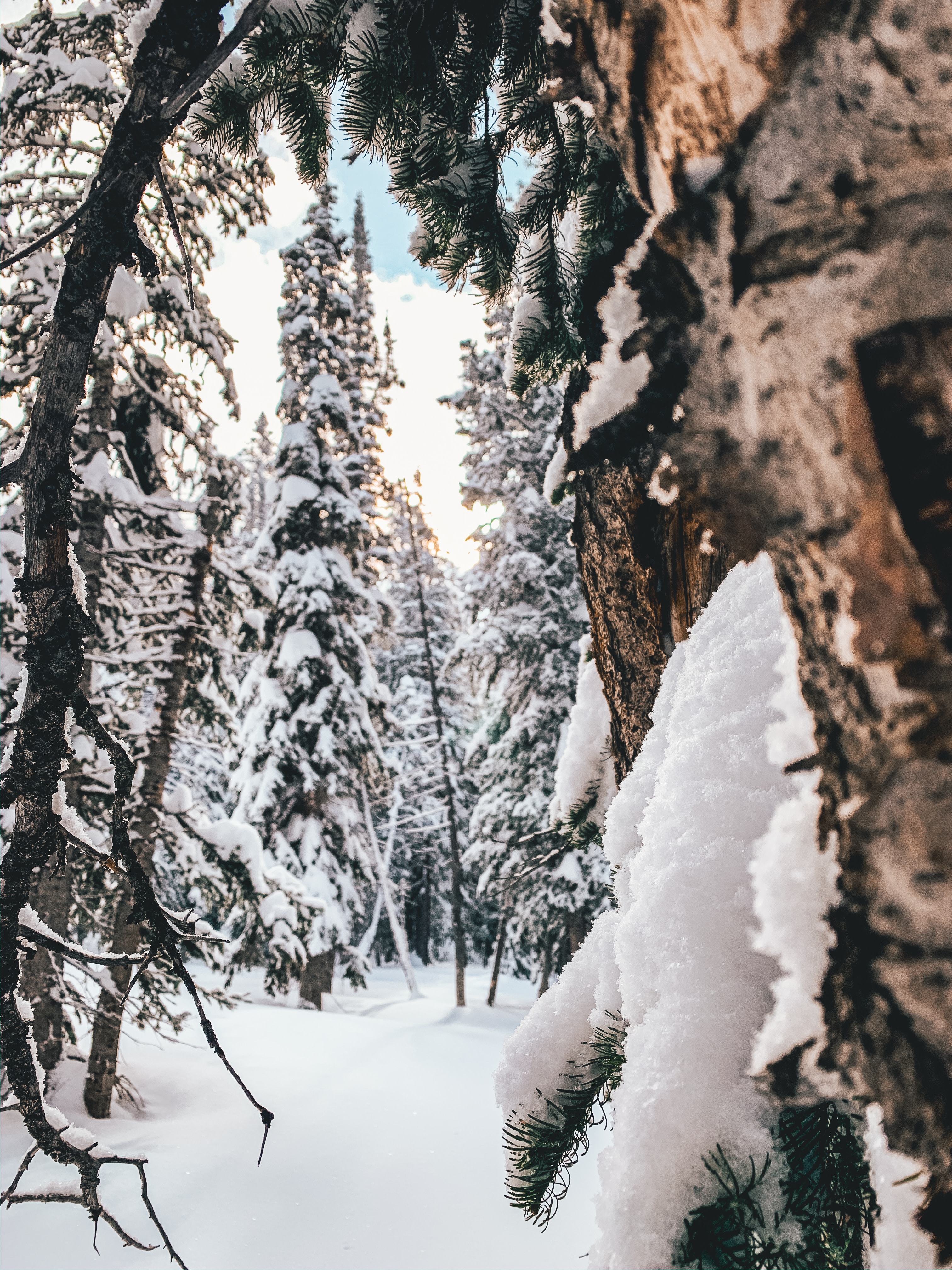 Download mobile wallpaper Snow, Coniferous, Trees, Forest, Winter, Nature for free.