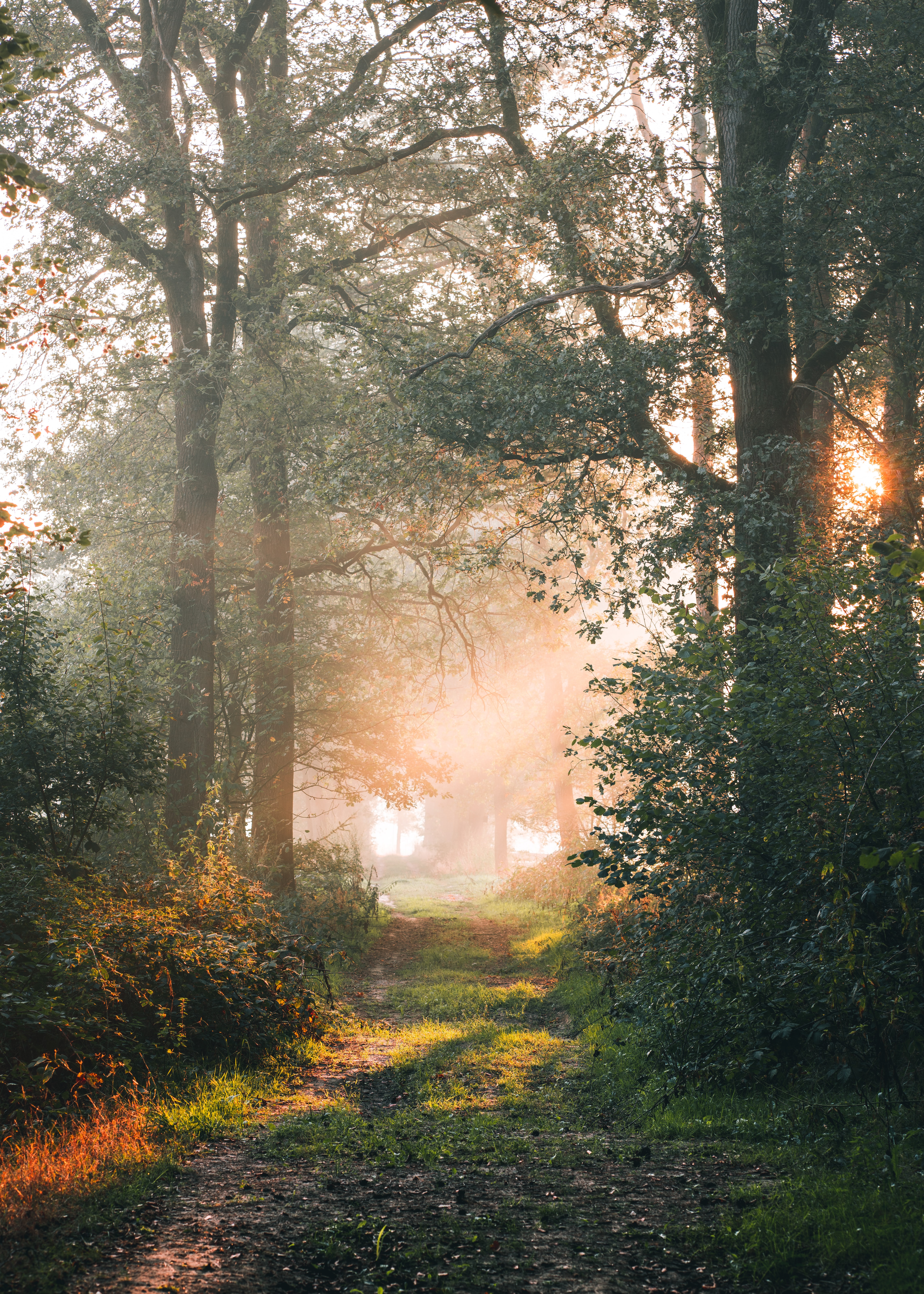 rays, nature, sun, beams, forest, branches, path images