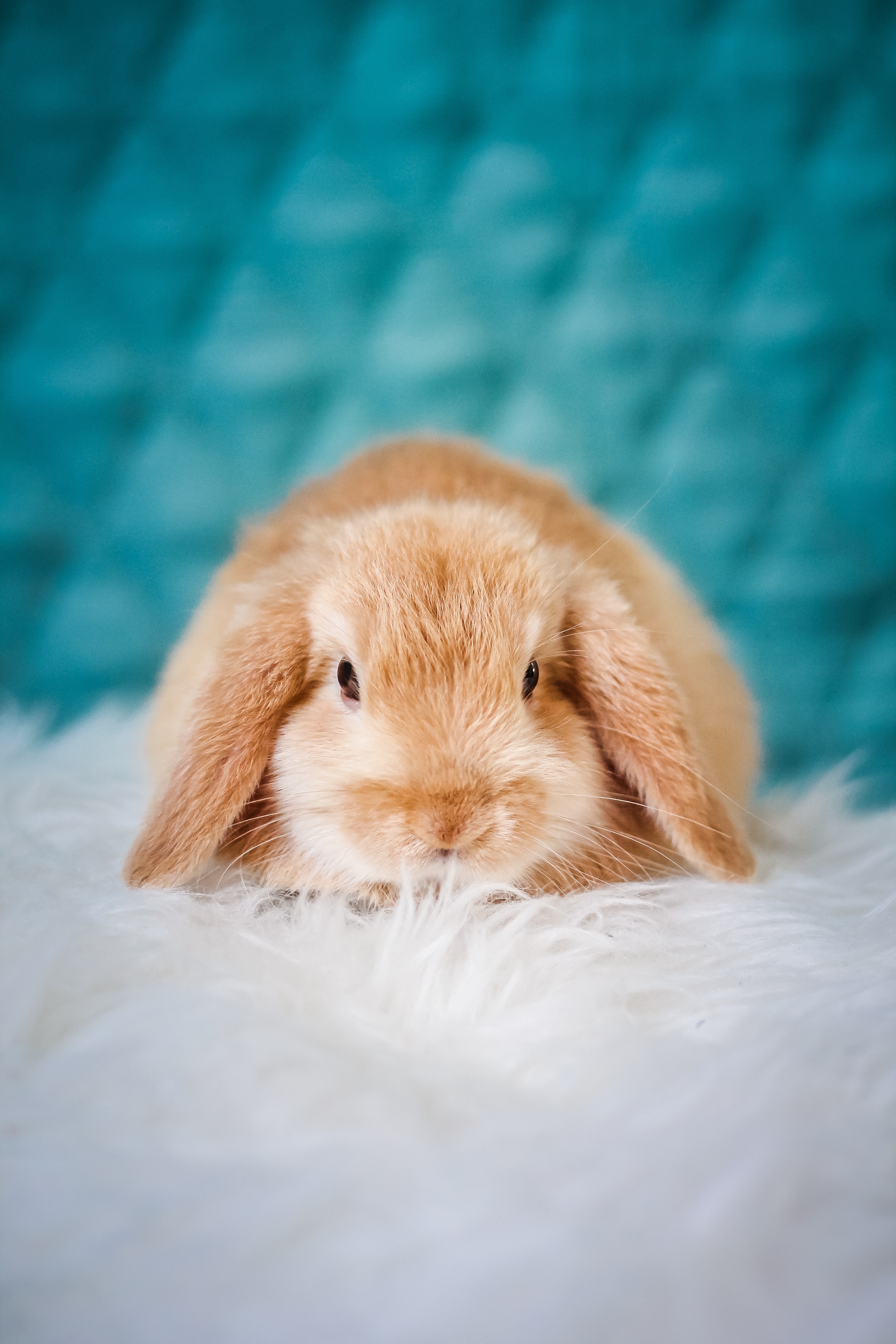 Download mobile wallpaper Nice, Pet, Fluffy, Sweetheart, Animals, Rabbit for free.