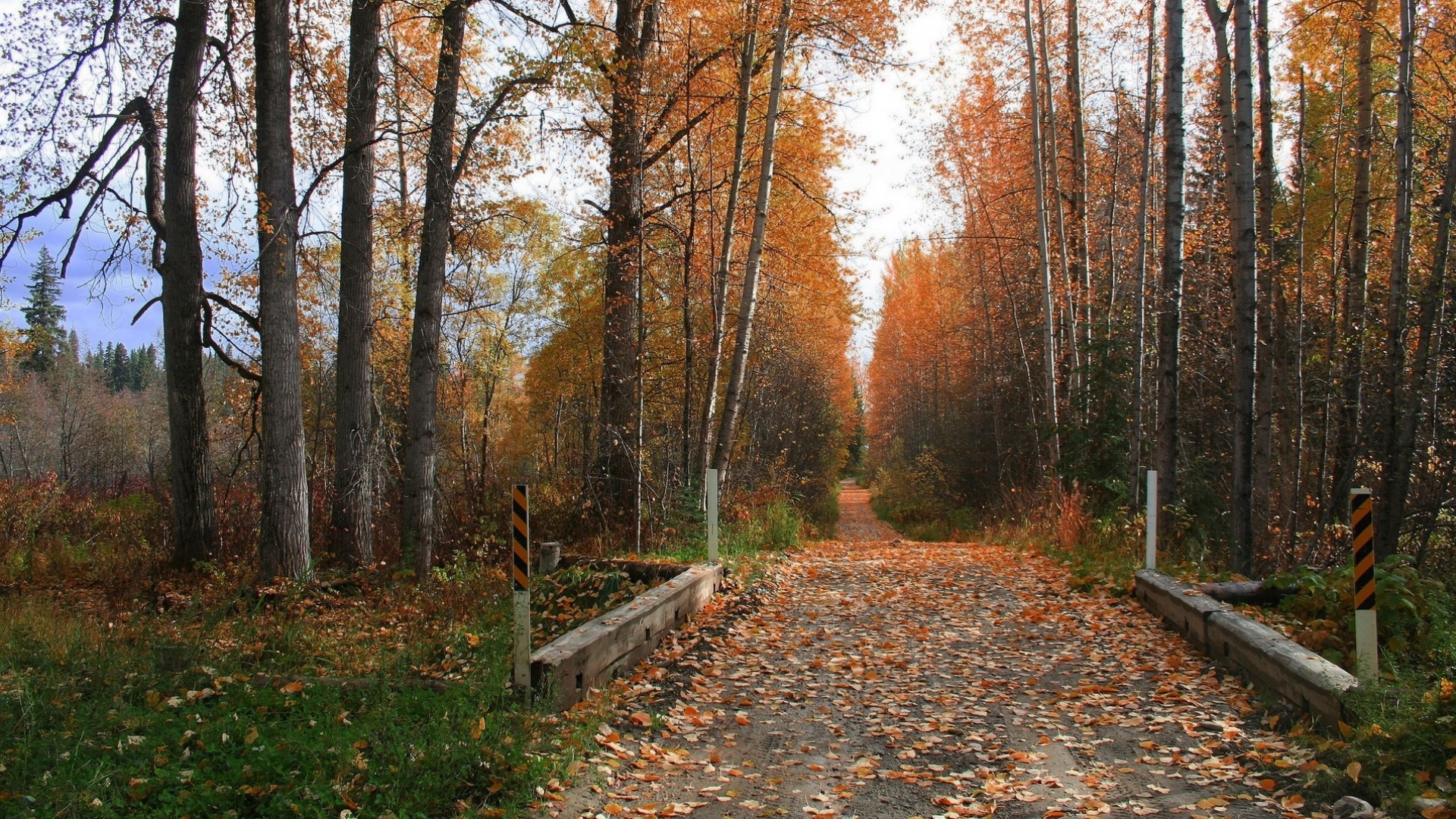 免费下载景观, 树, 道路, 秋手机壁纸。