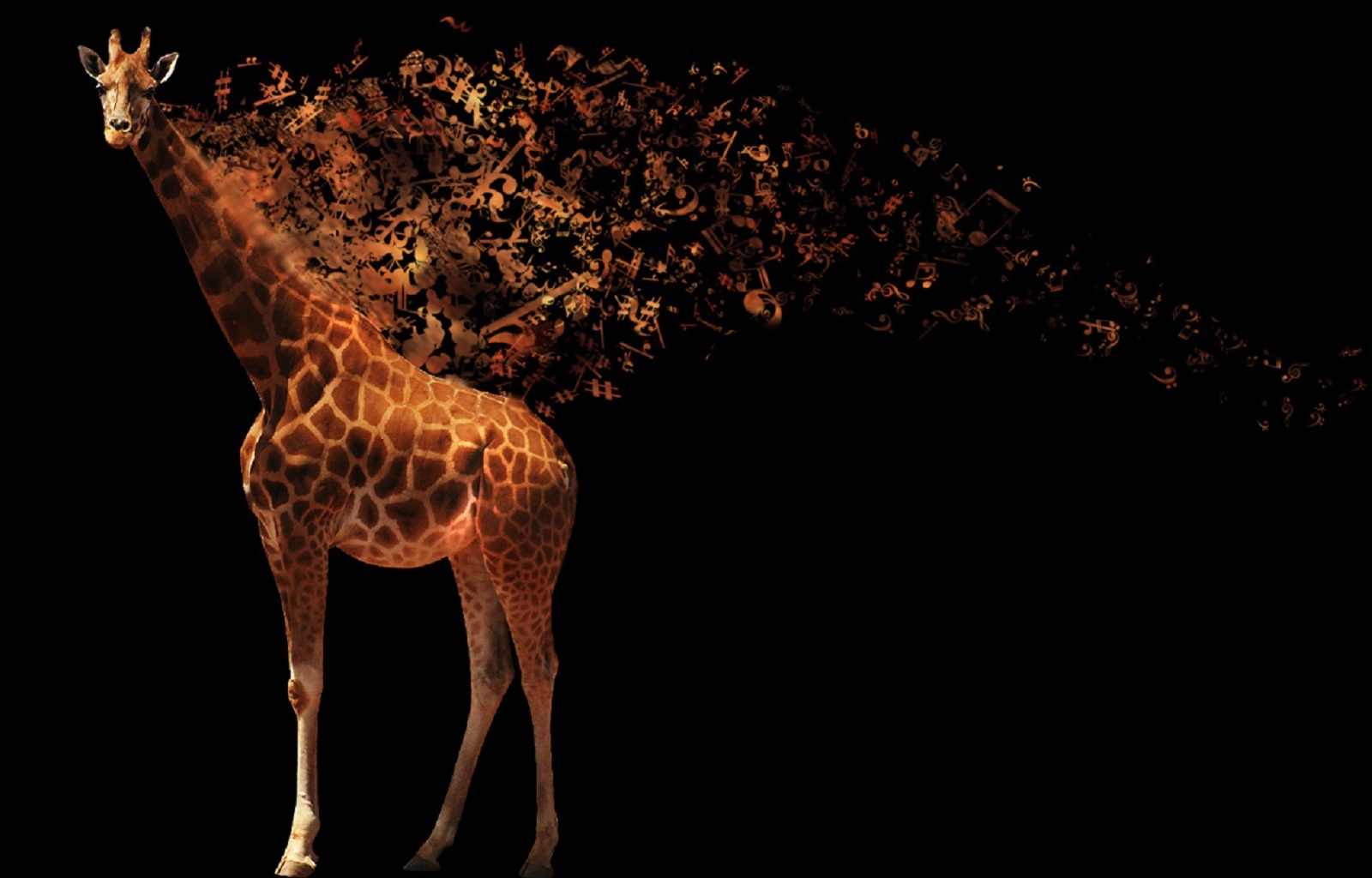 27994 baixar papel de parede animais, fundo, fotografia artística, girafas, preto - protetores de tela e imagens gratuitamente