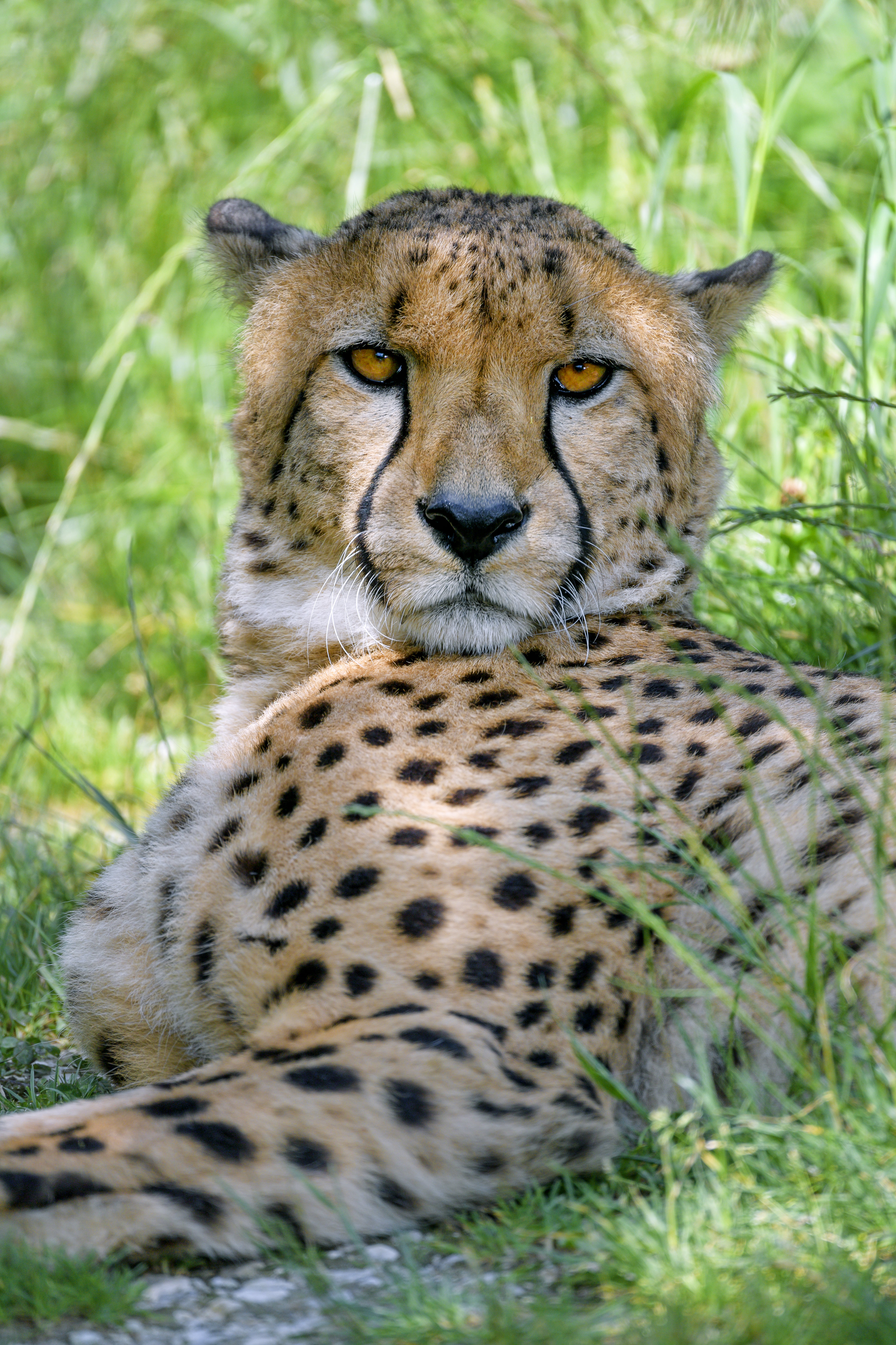Download mobile wallpaper Opinion, Sight, Animals, Muzzle, Big Cat, Predator, Cheetah for free.