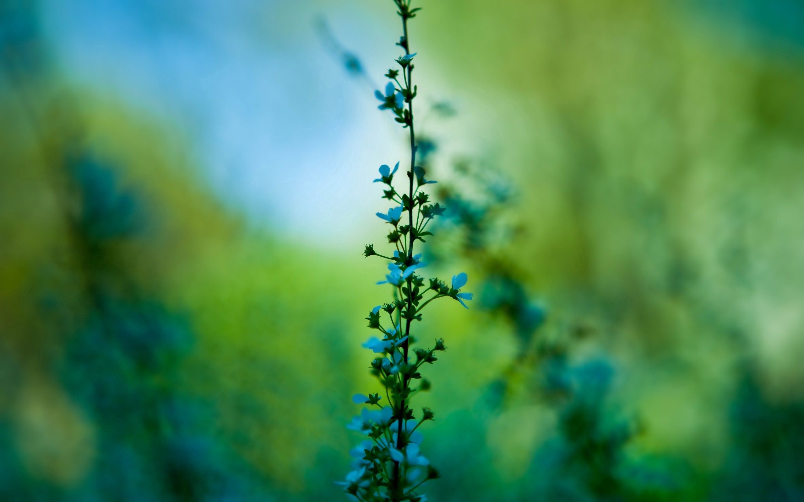 background, flowers, grass, macro, blur, smooth
