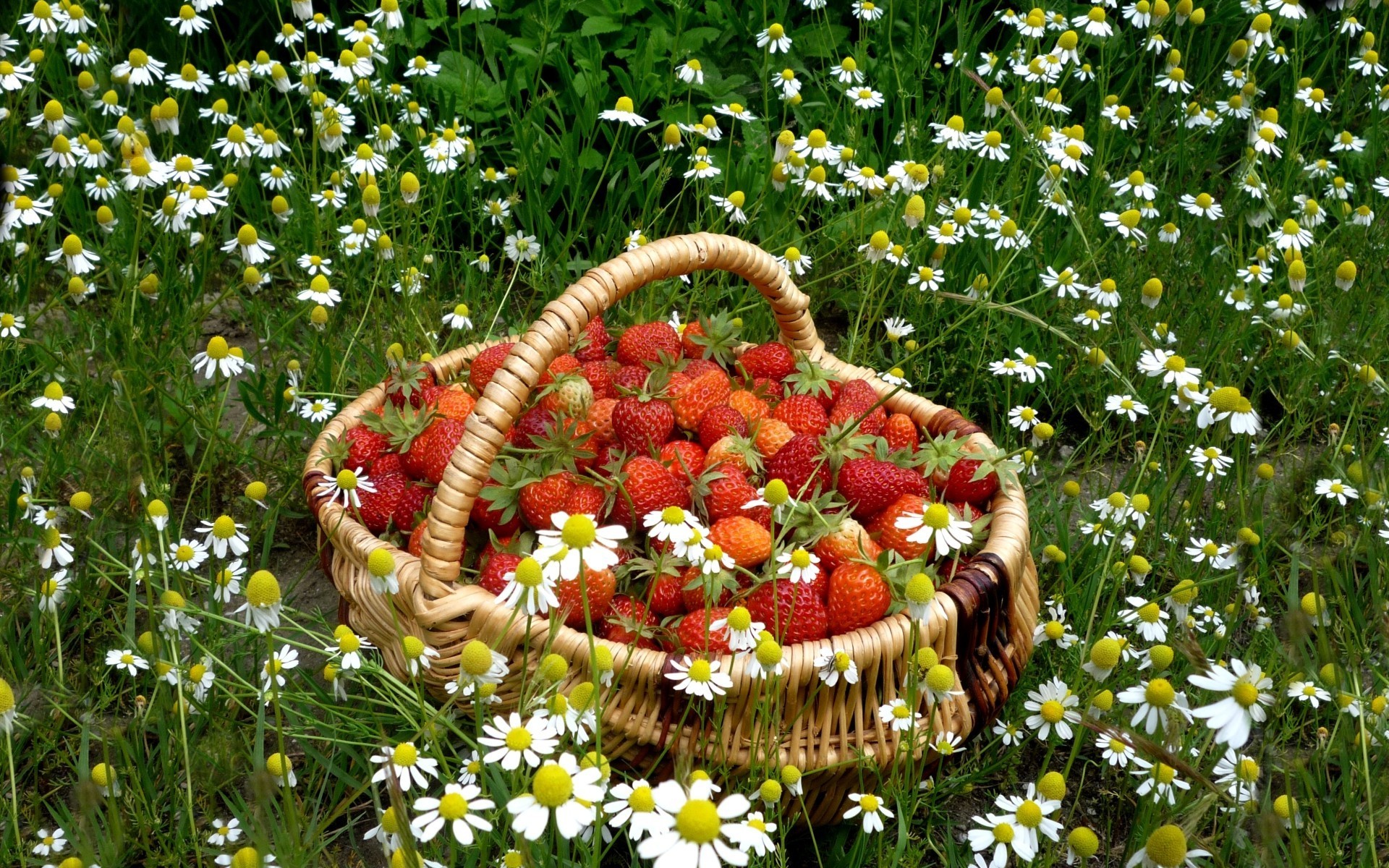 white flower, strawberry, still life, food, basket, daisy, nature, fruits phone wallpaper