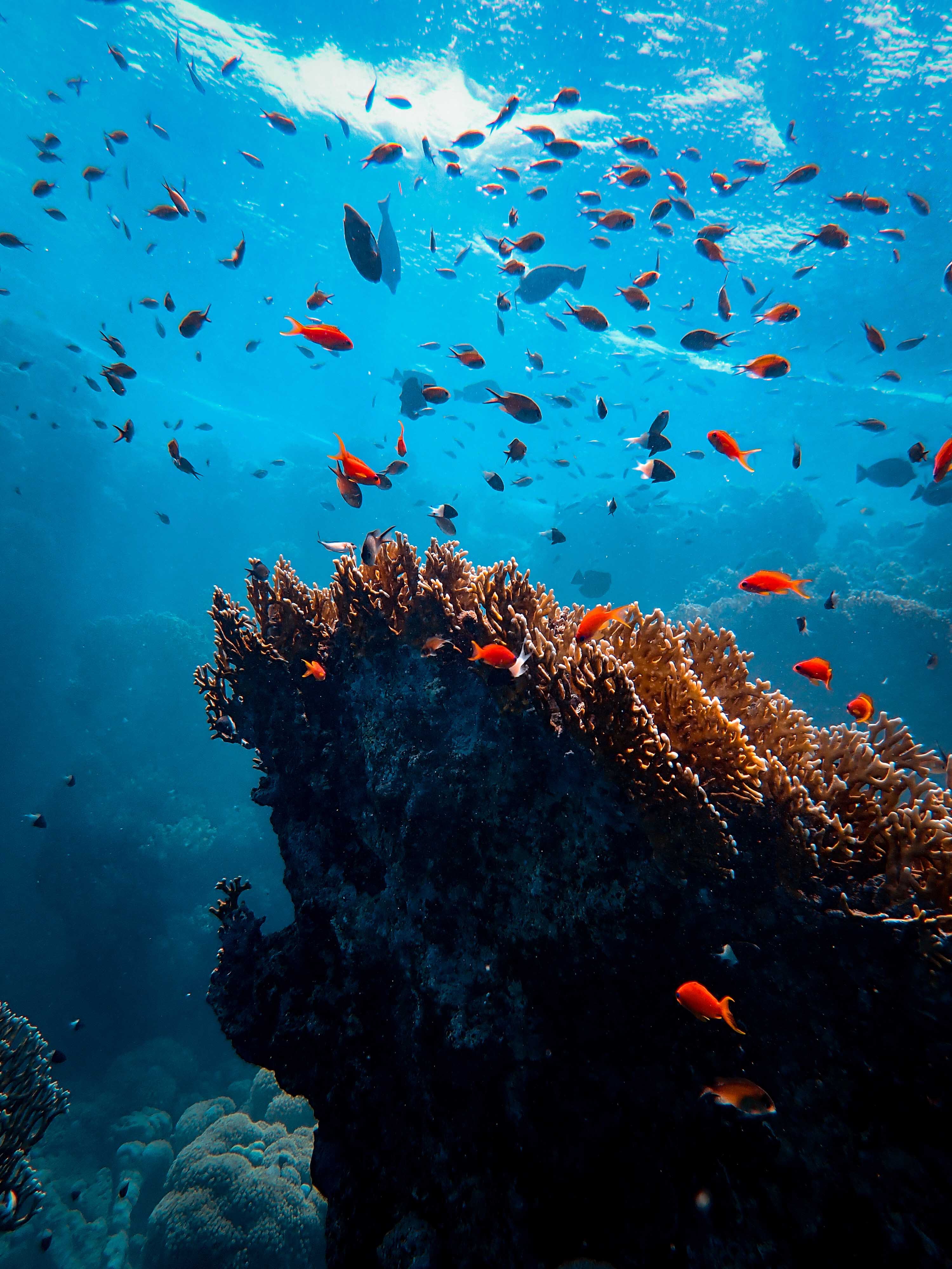 underwater world, animals, fishes, coral, seaweed, algae Phone Background