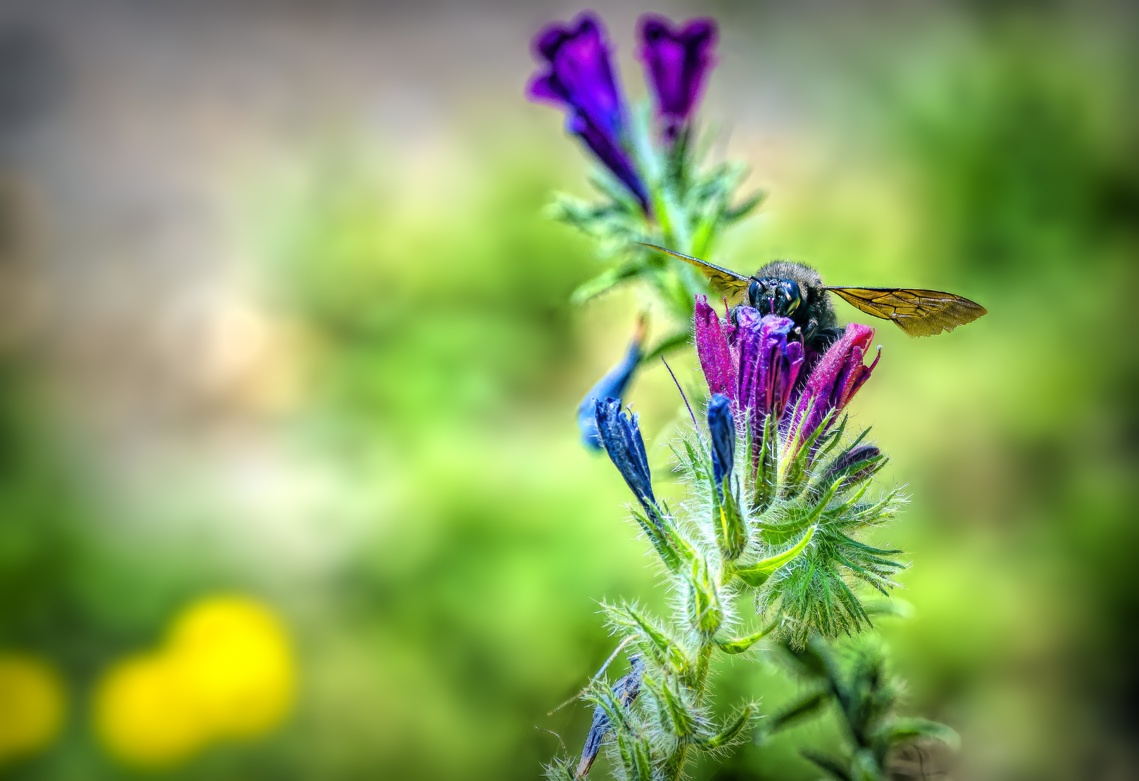 Laden Sie das Makro, Nektar, Blume, Biene-Bild kostenlos auf Ihren PC-Desktop herunter