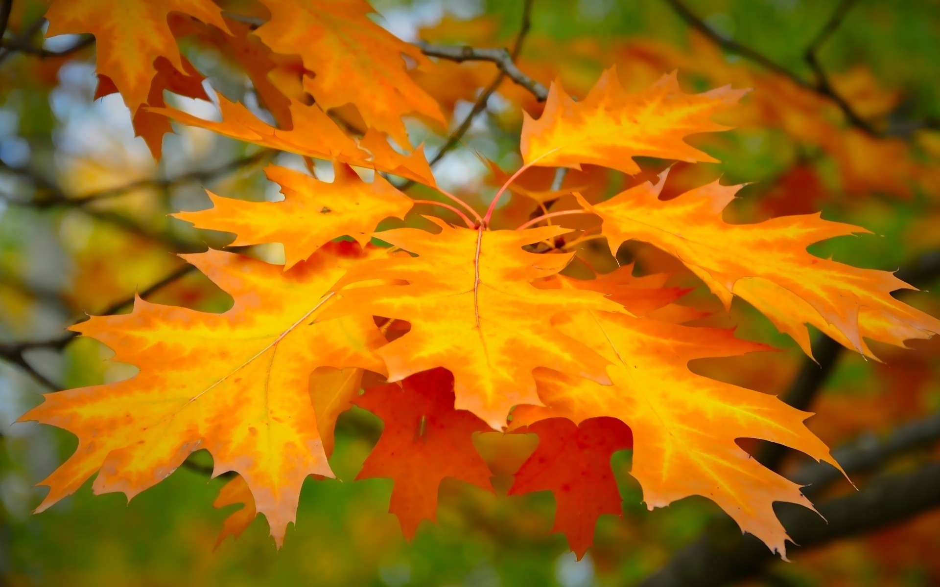 красивое фото листьев осени