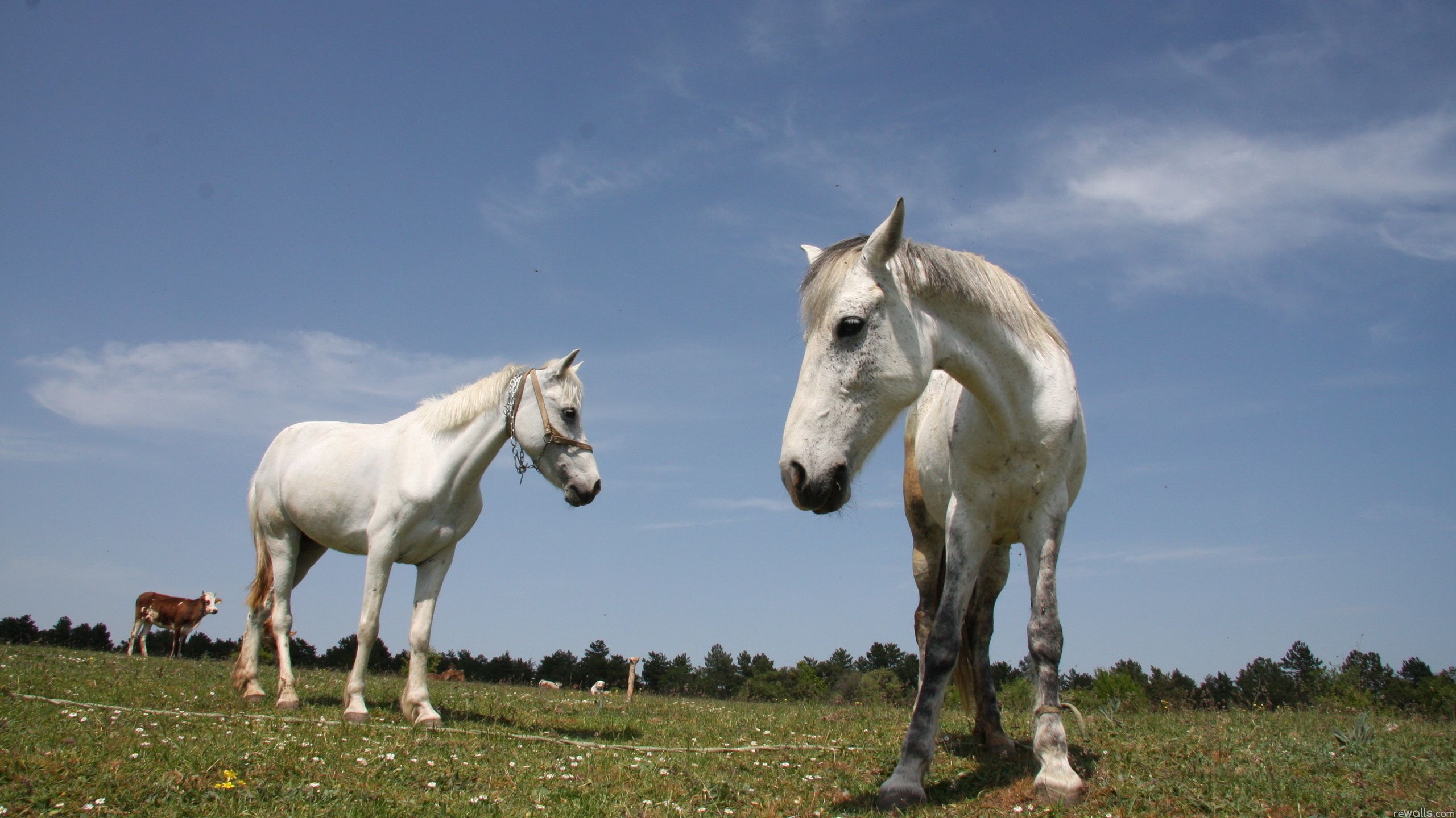 116098 скачать обои лошади, животные, трава, пара, прогулка, красивые - заставки и картинки бесплатно