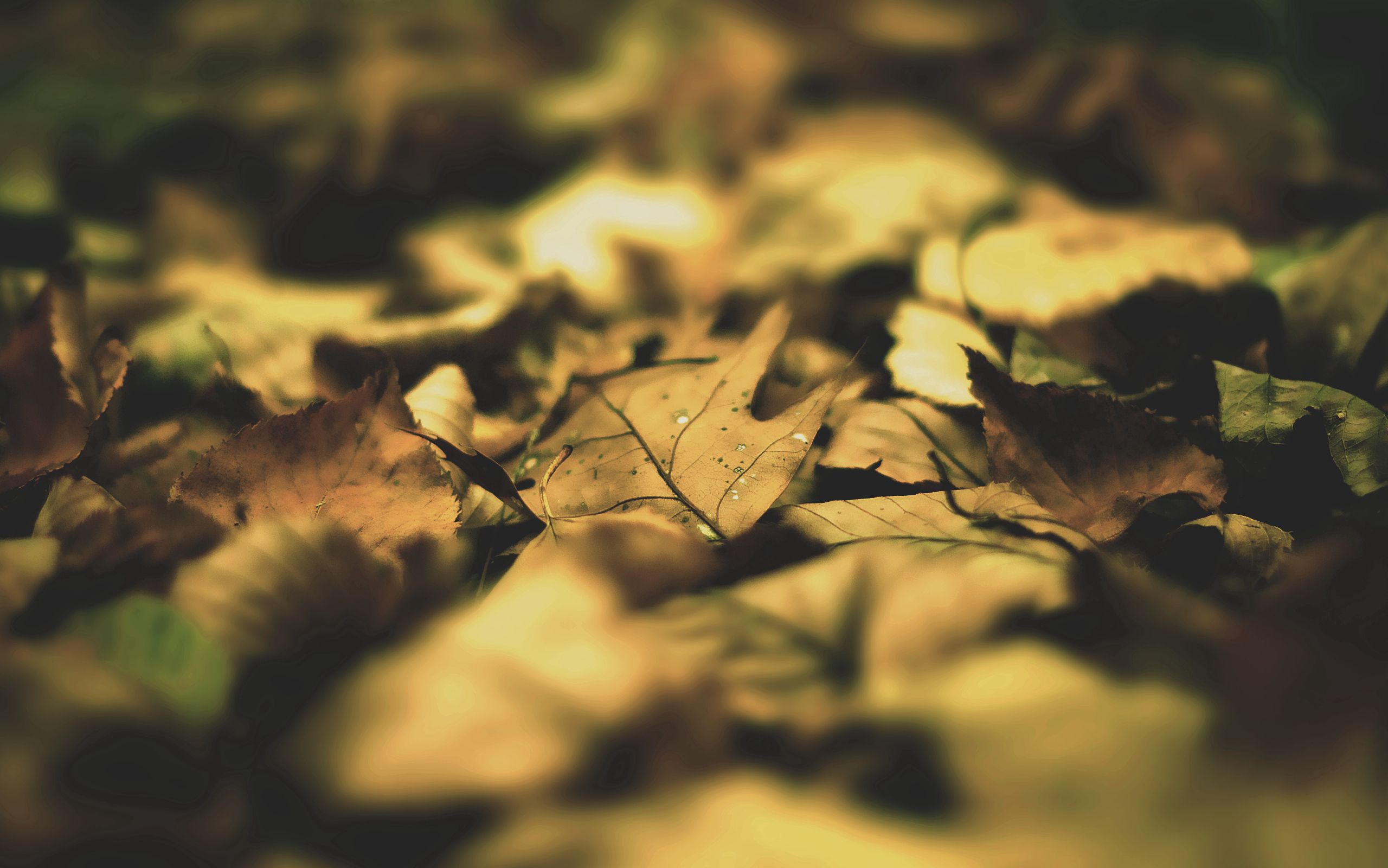 Download mobile wallpaper Autumn, Shadow, Macro, Leaves for free.