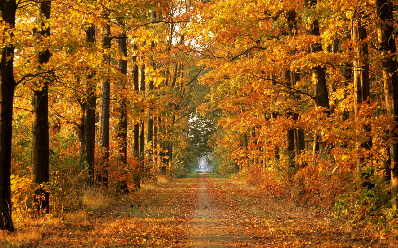 path, fall, leaf, tree, earth