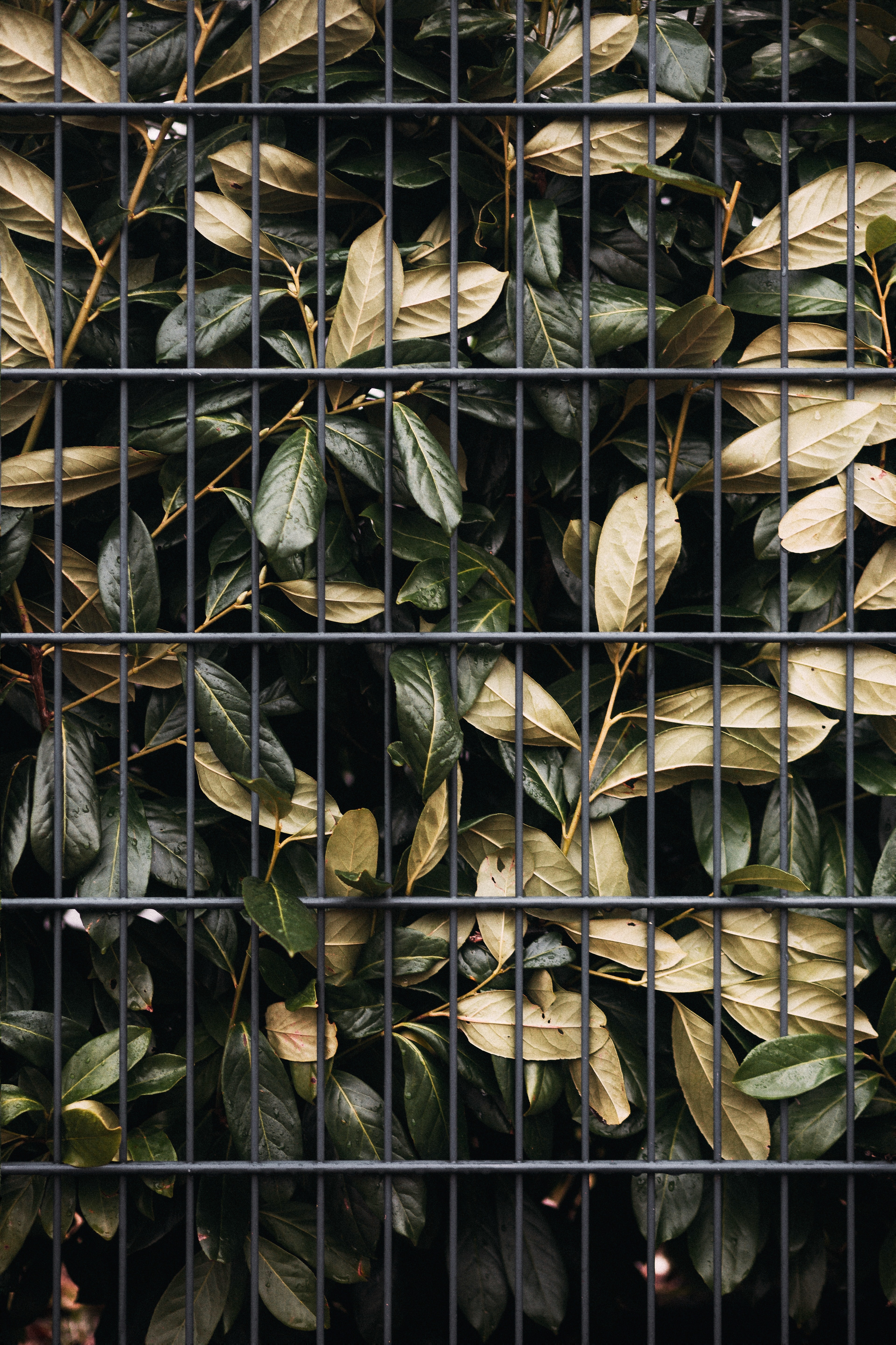 nature, leaves, bush, lattice, trellis 4K