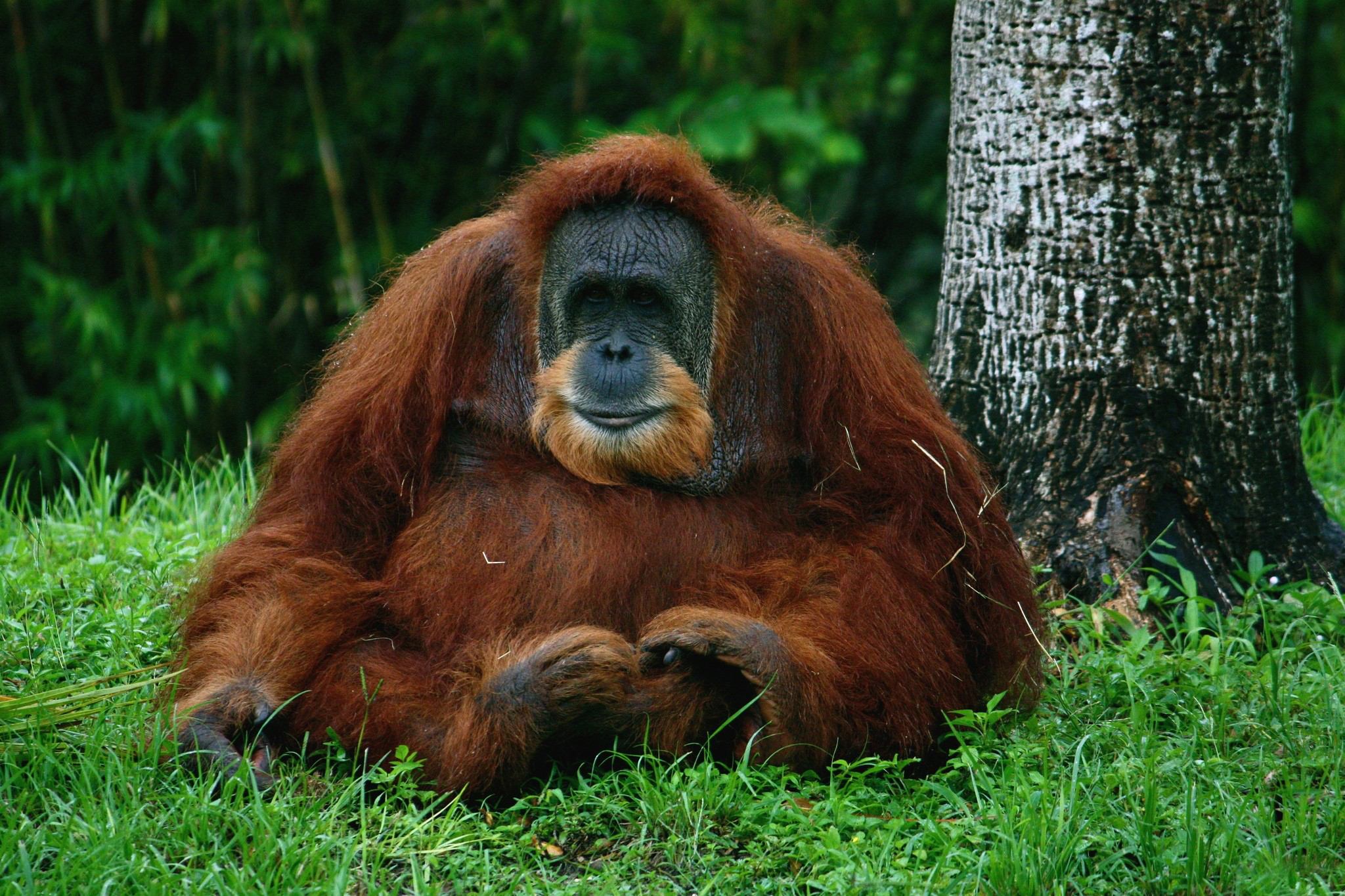 orangutan, animal, ape, monkeys 32K