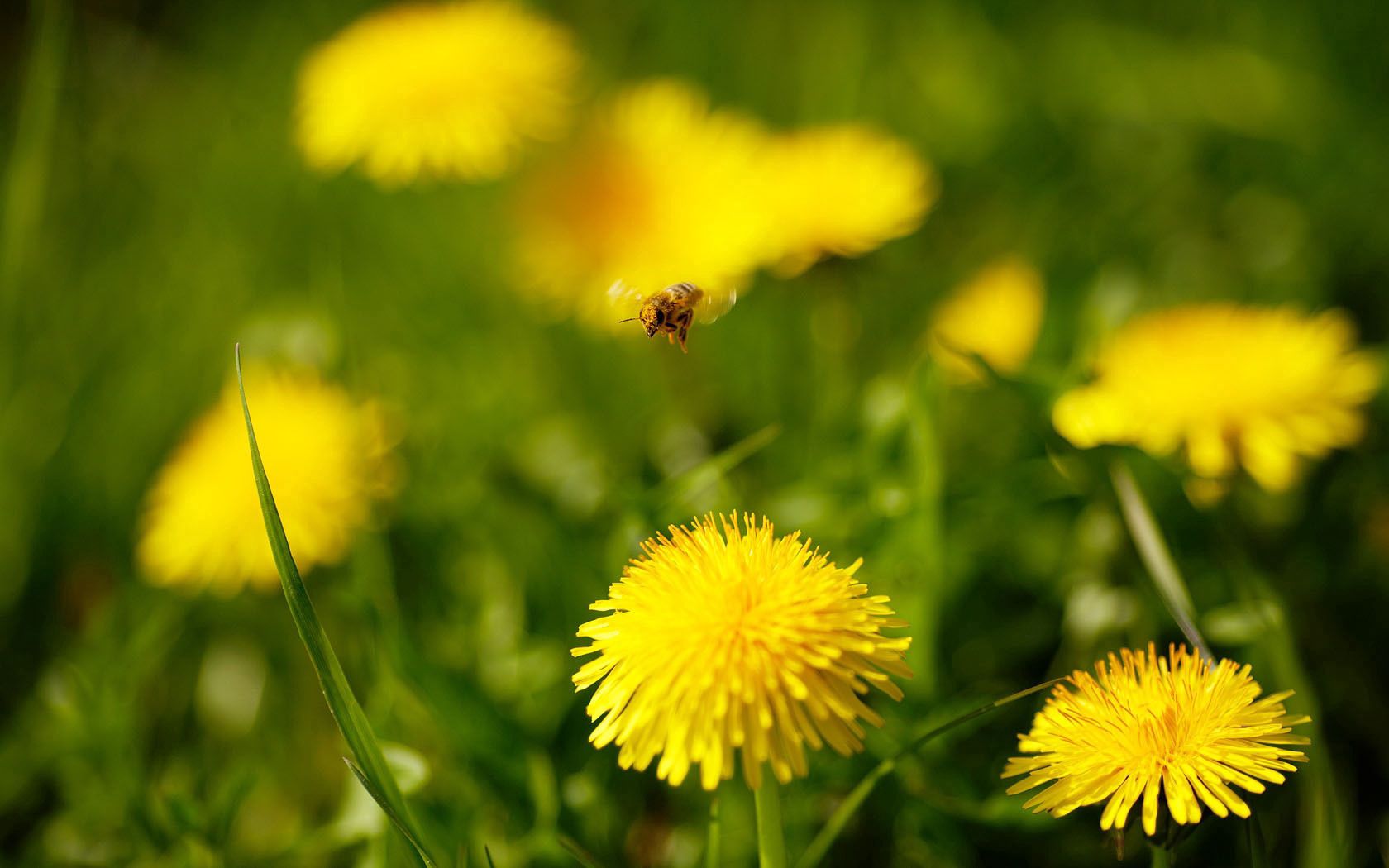 bee, flowers, grass, dandelions, flight