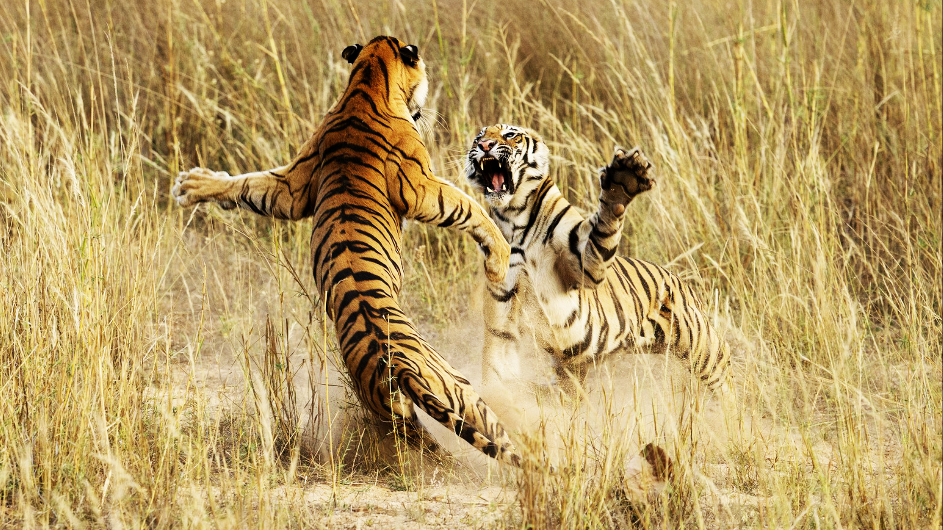 Тигр в дикой природе