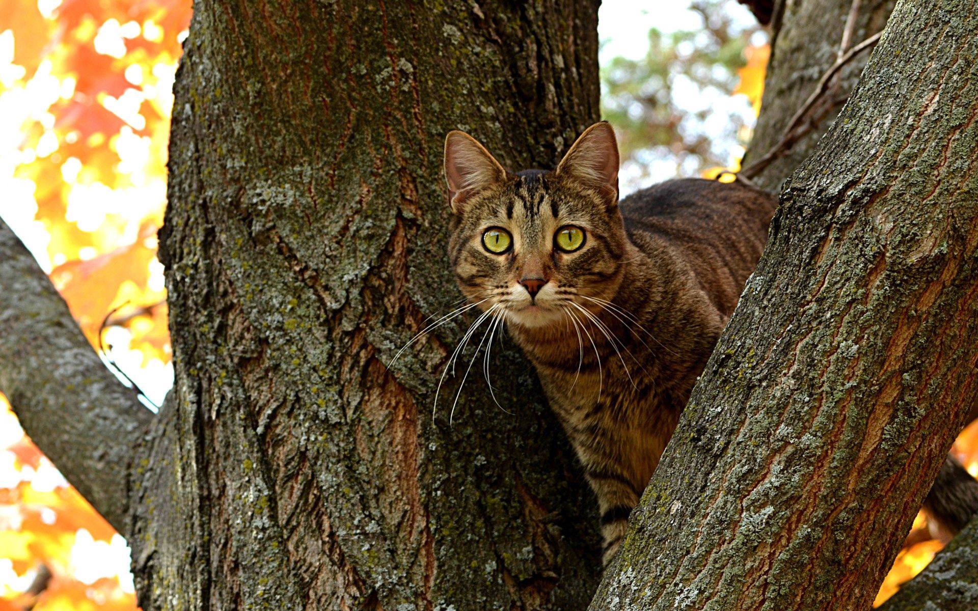 Download mobile wallpaper Sit, Striped, Tree, Wood, Cat, Animals for free.