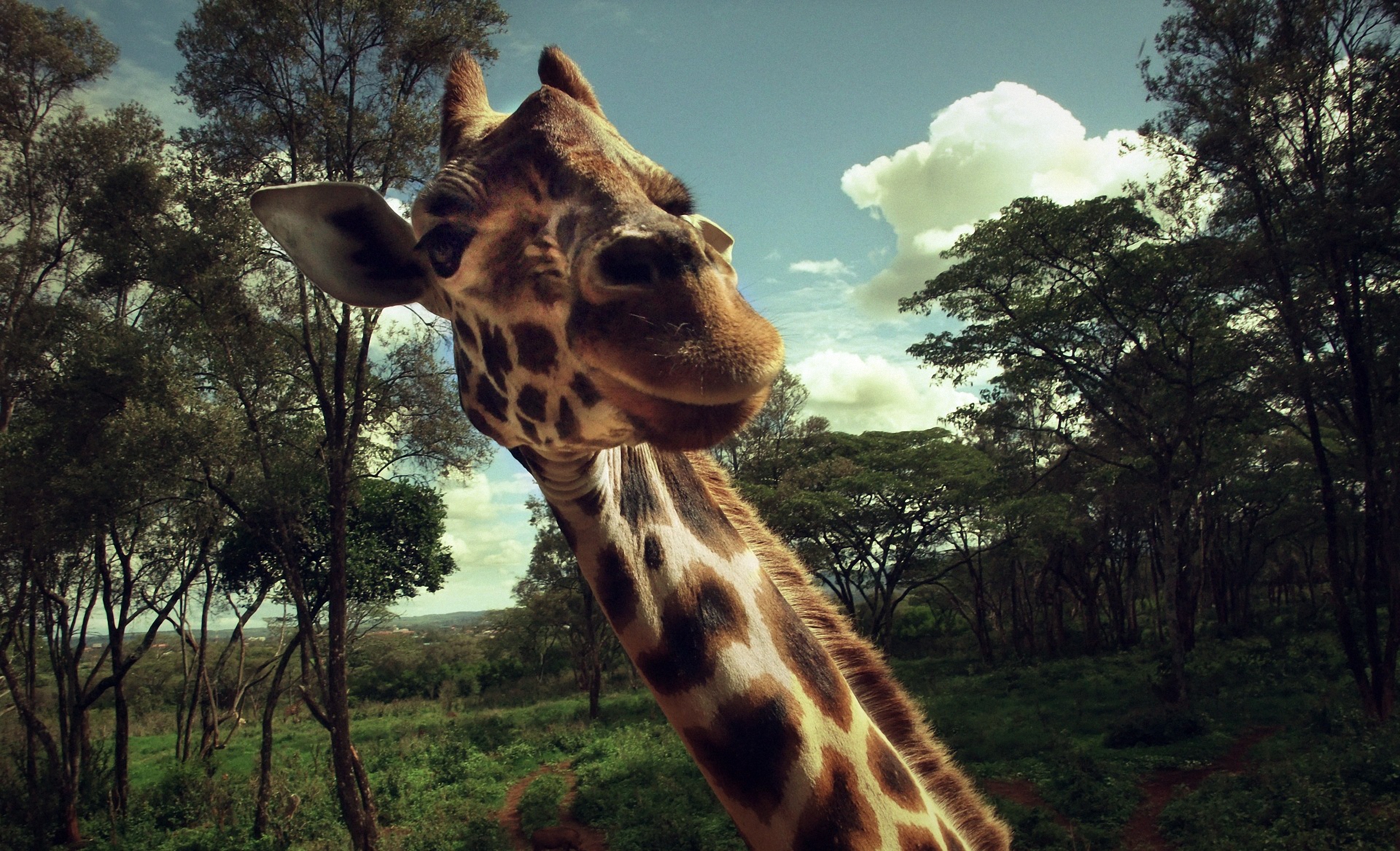 3 Giraffe Mobile Pic Download | 2172x3258 resolution wallpaper