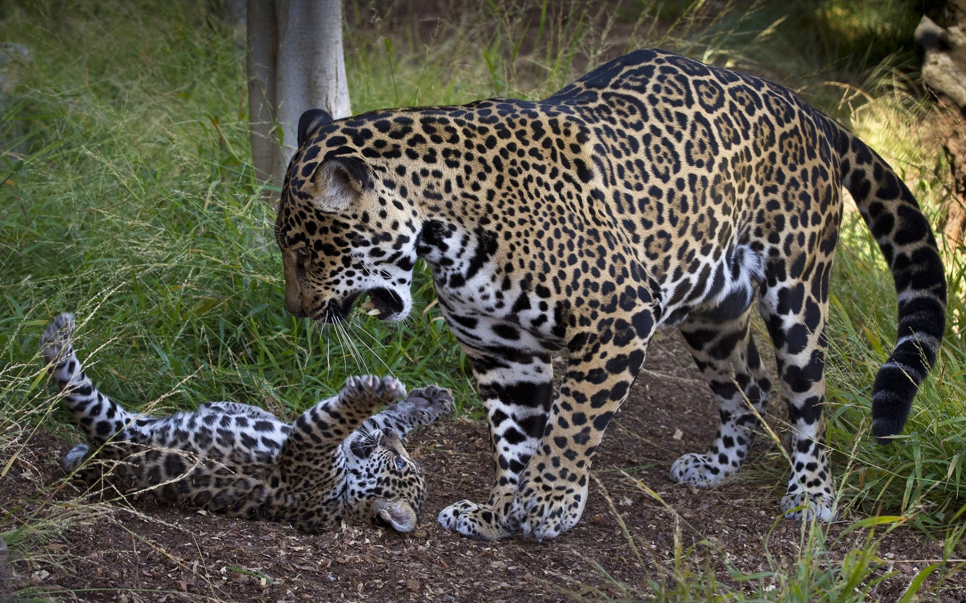 266621 Bild herunterladen tiere, jaguar, katzen - Hintergrundbilder und Bildschirmschoner kostenlos