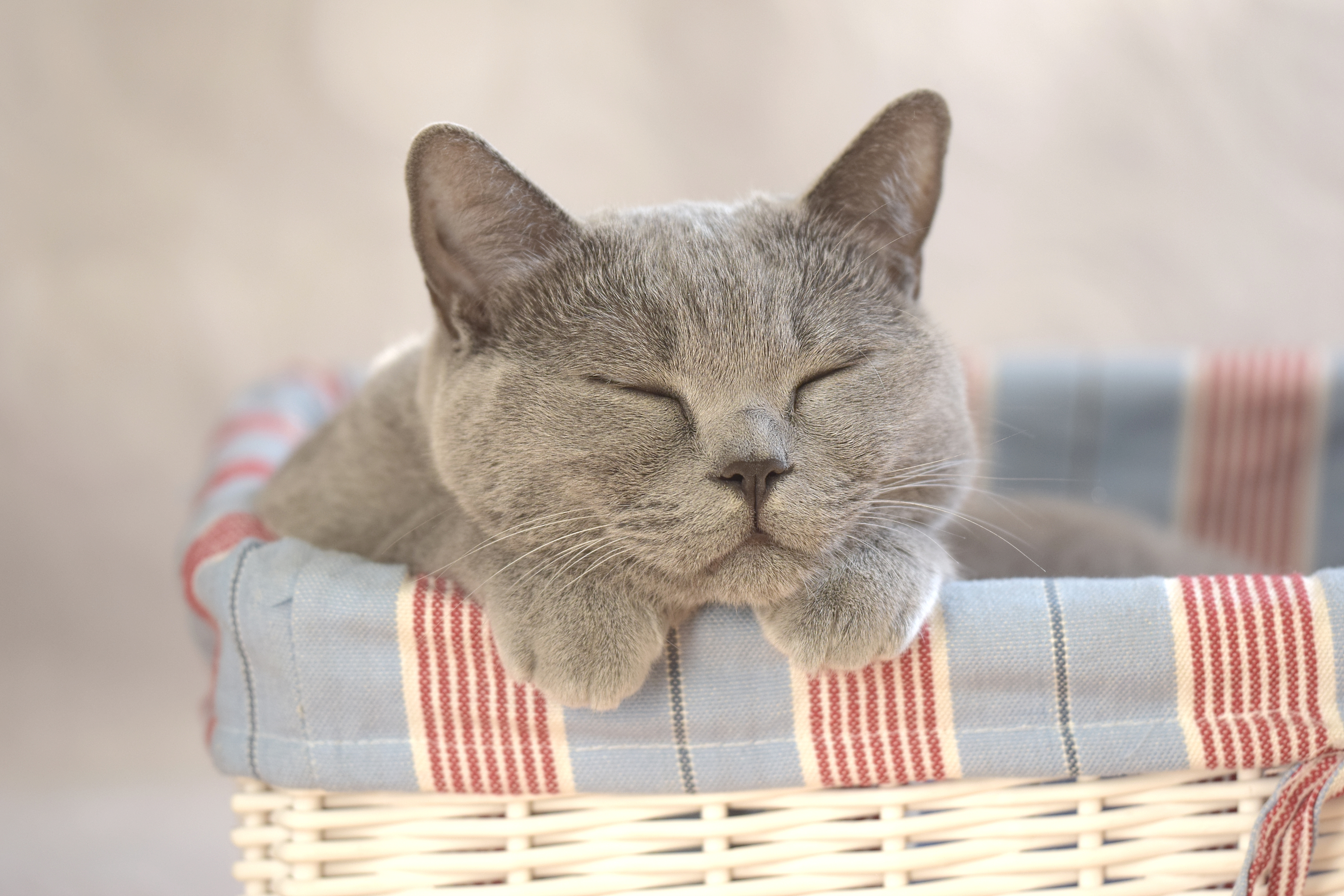 1525065 下載圖片 动物, 猫, 可爱, 睡眠 - 免費壁紙和屏保